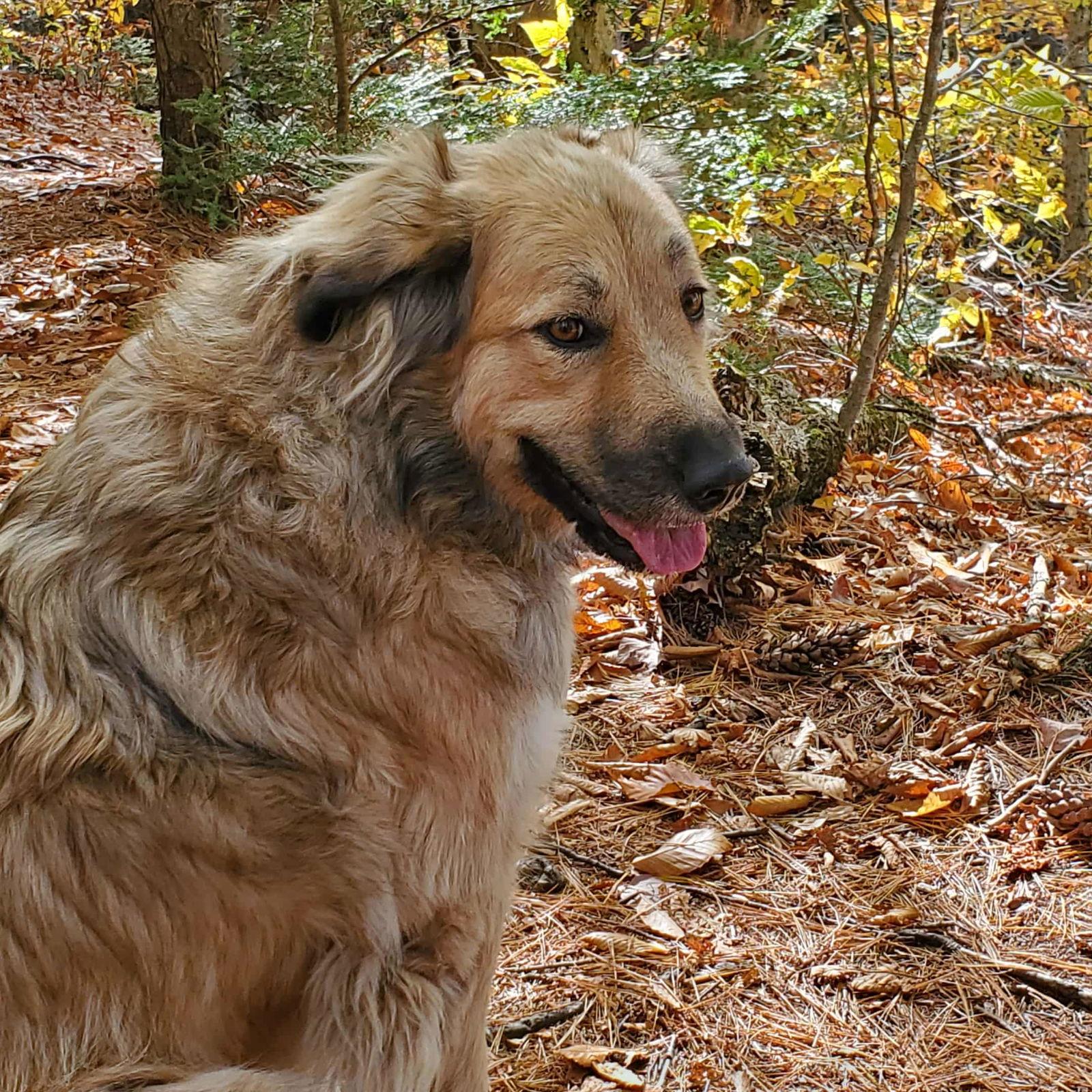 Sophia, a Adoptable Great Pyrenees in Croydon, NH image 1/3