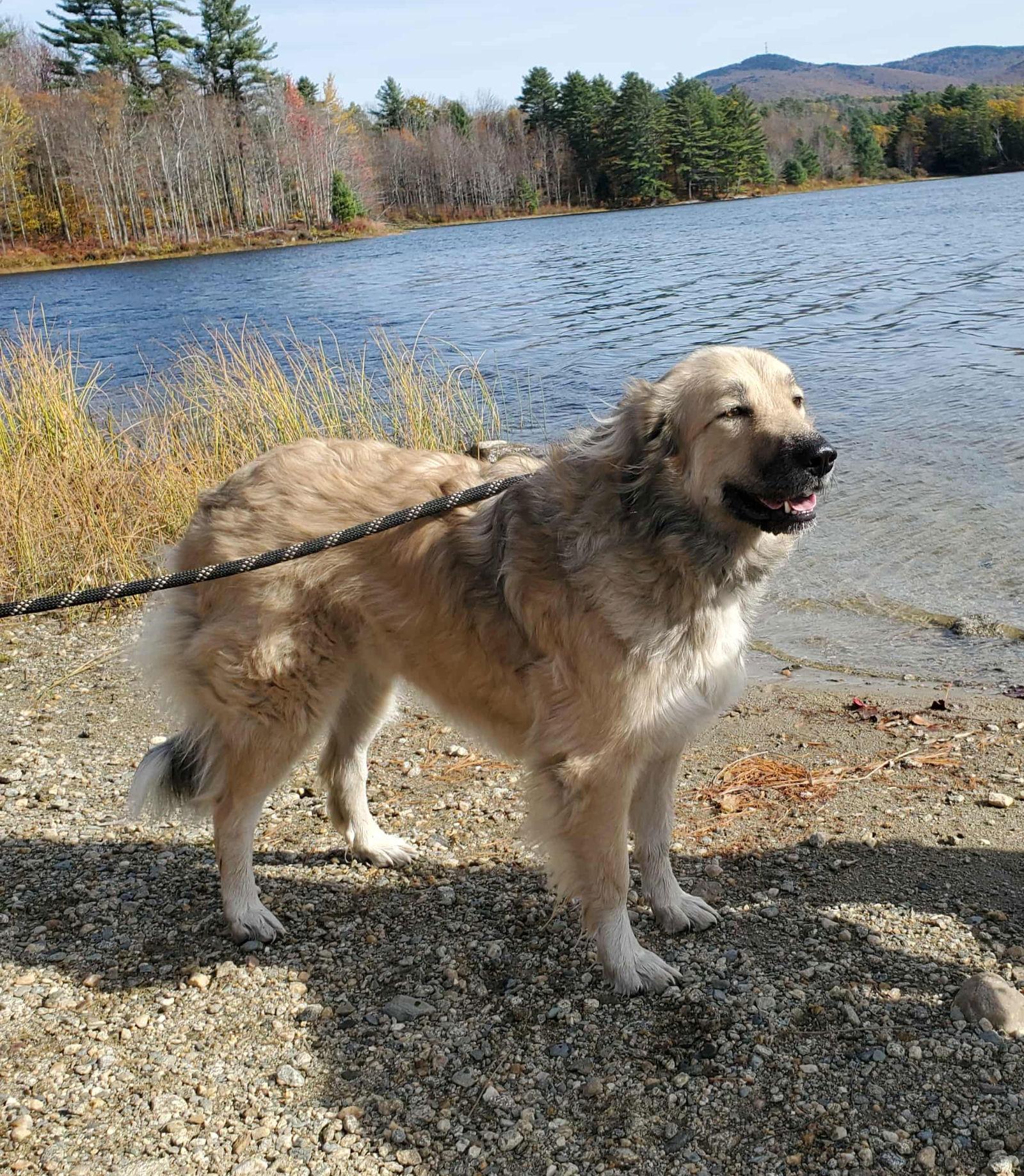 Sophia, a Adoptable Great Pyrenees in Croydon, NH image 2/3