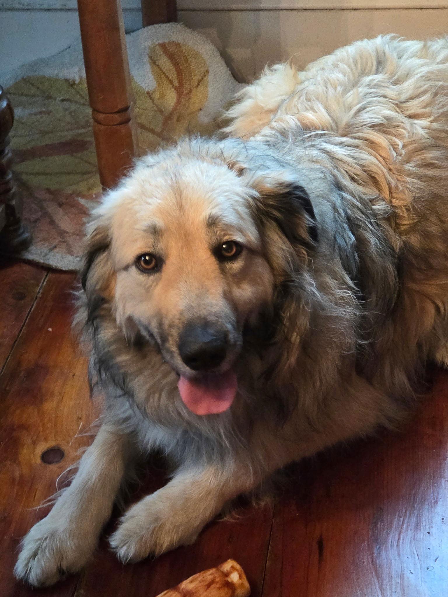 Enlarge Sophia, a Adoptable Great Pyrenees in Croydon, NH image 3/3