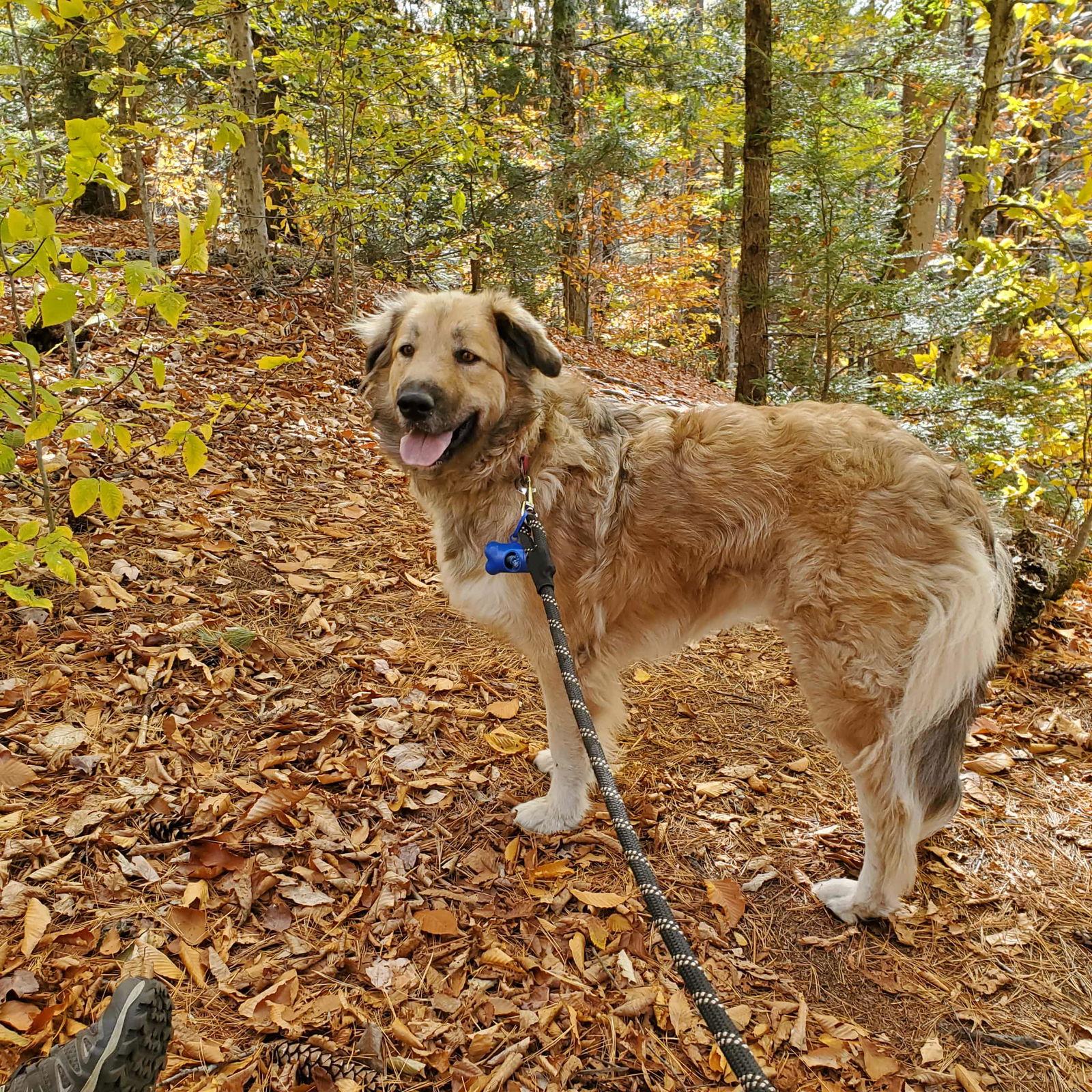 Sophia, a Adoptable Great Pyrenees in Croydon, NH image 3/3