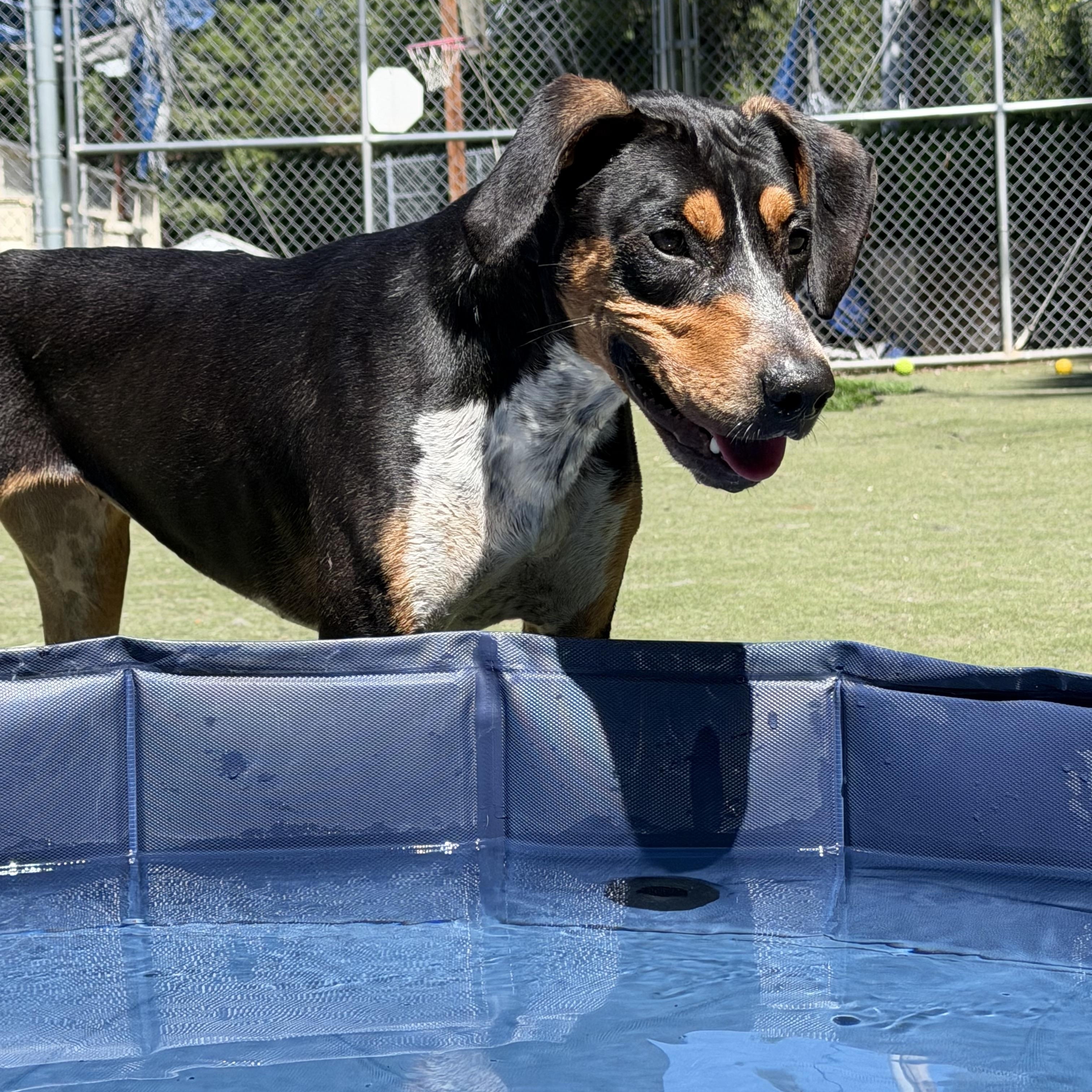 Enlarge Pecan, a Adoptable mixed breed in Charlotte, NC image 5/6