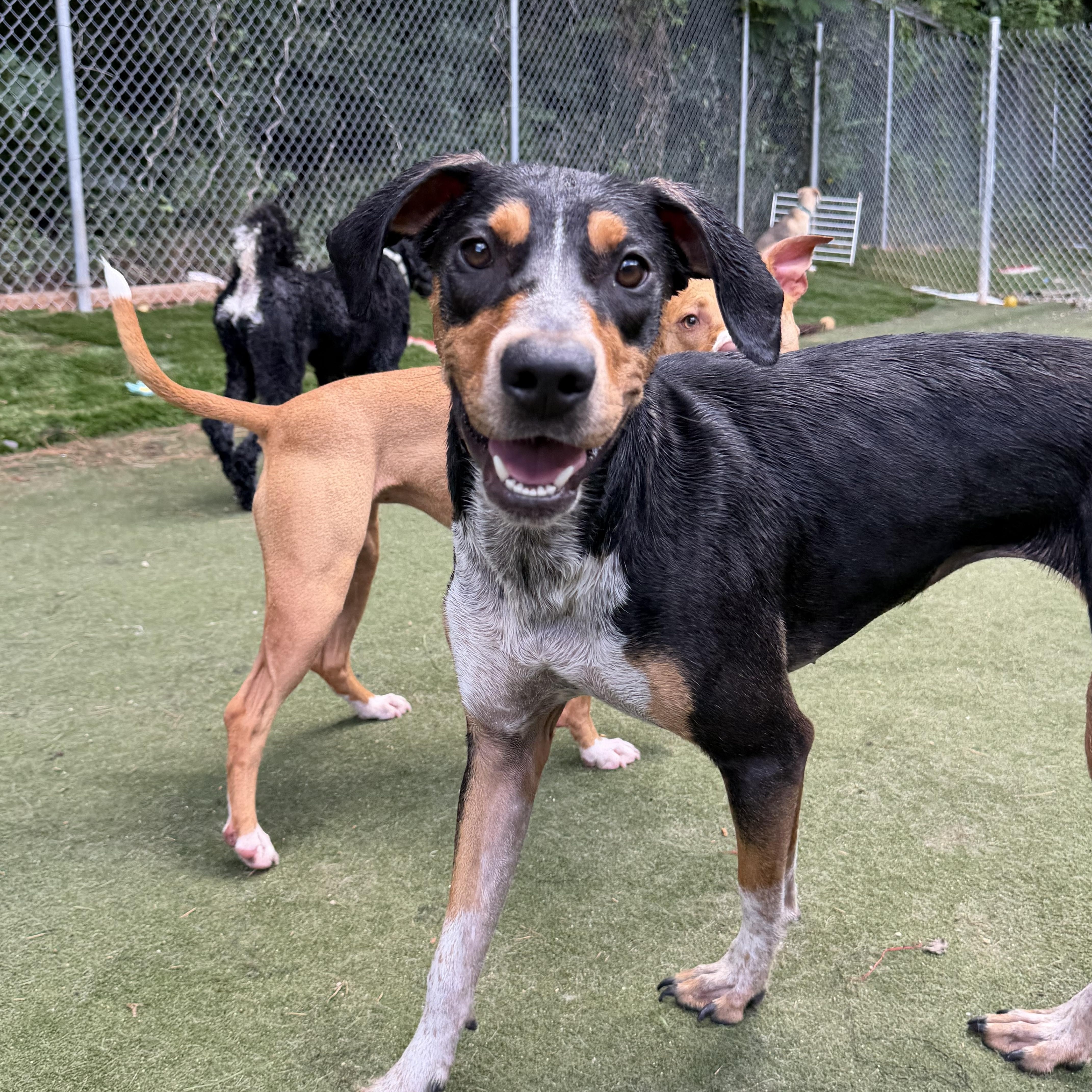 Pecan, a ADOPTABLE mixed breed in Charlotte, NC image 4/6