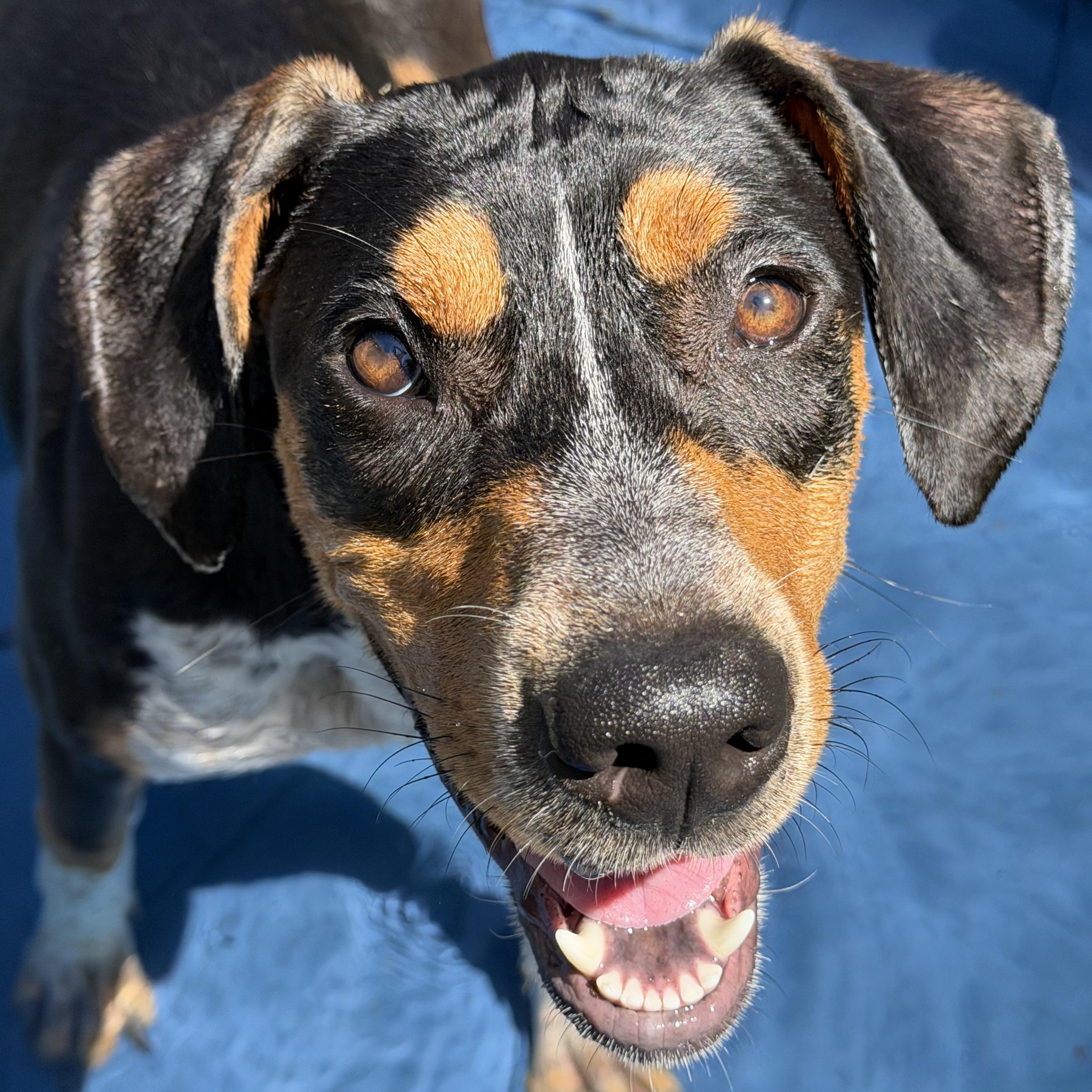 Pecan, Adoptable, Young Female Catahoula Leopard Dog & Australian Cattle Dog / Blue Heeler.