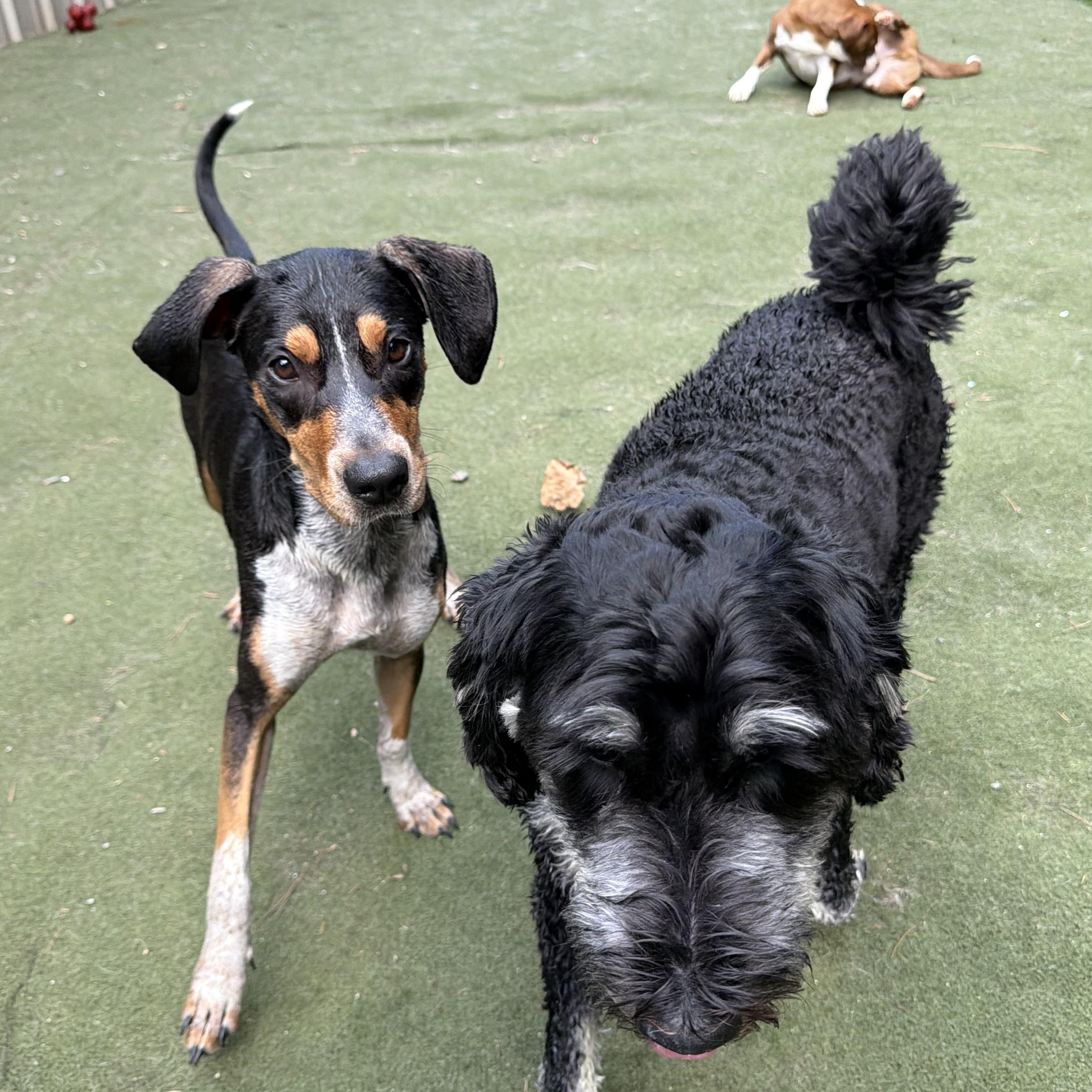 Pecan, a ADOPTABLE mixed breed in Charlotte, NC image 3/6
