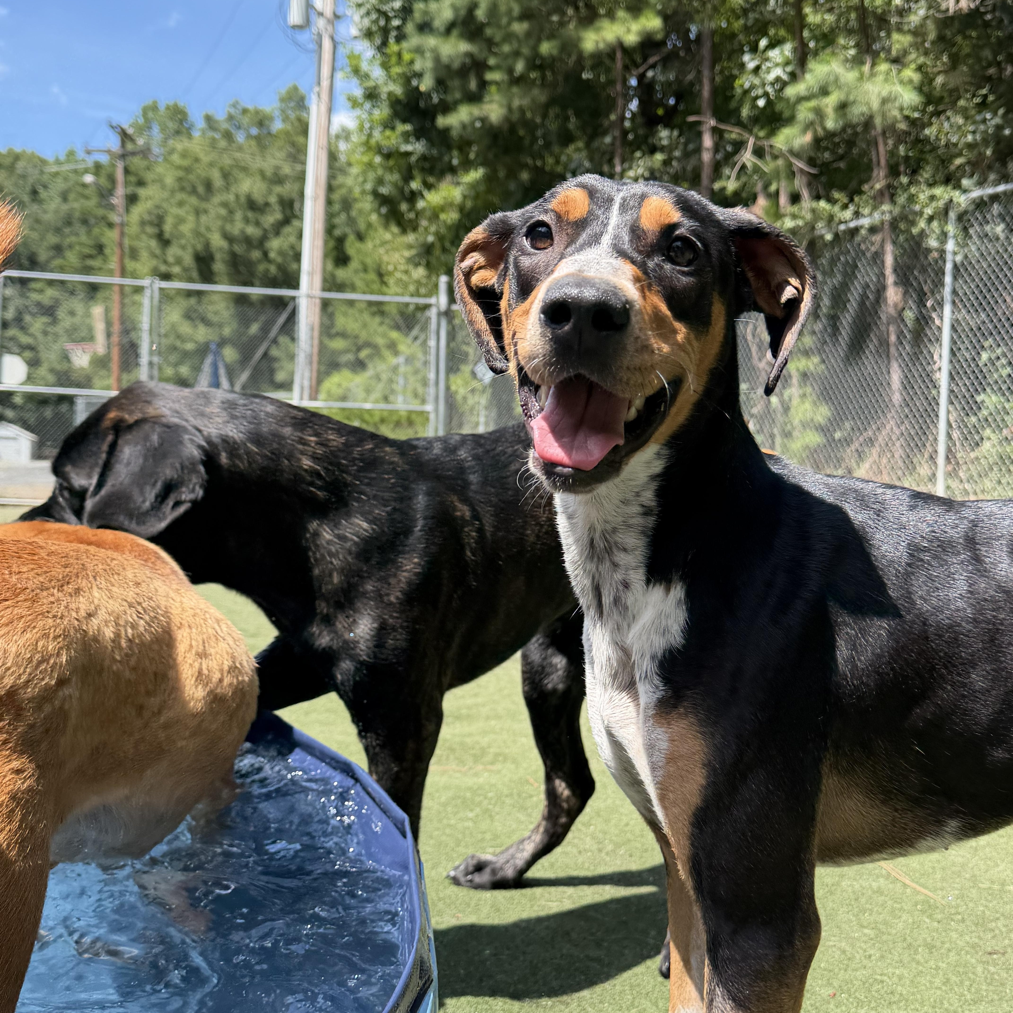 Pecan, a ADOPTABLE mixed breed in Charlotte, NC image 2/6