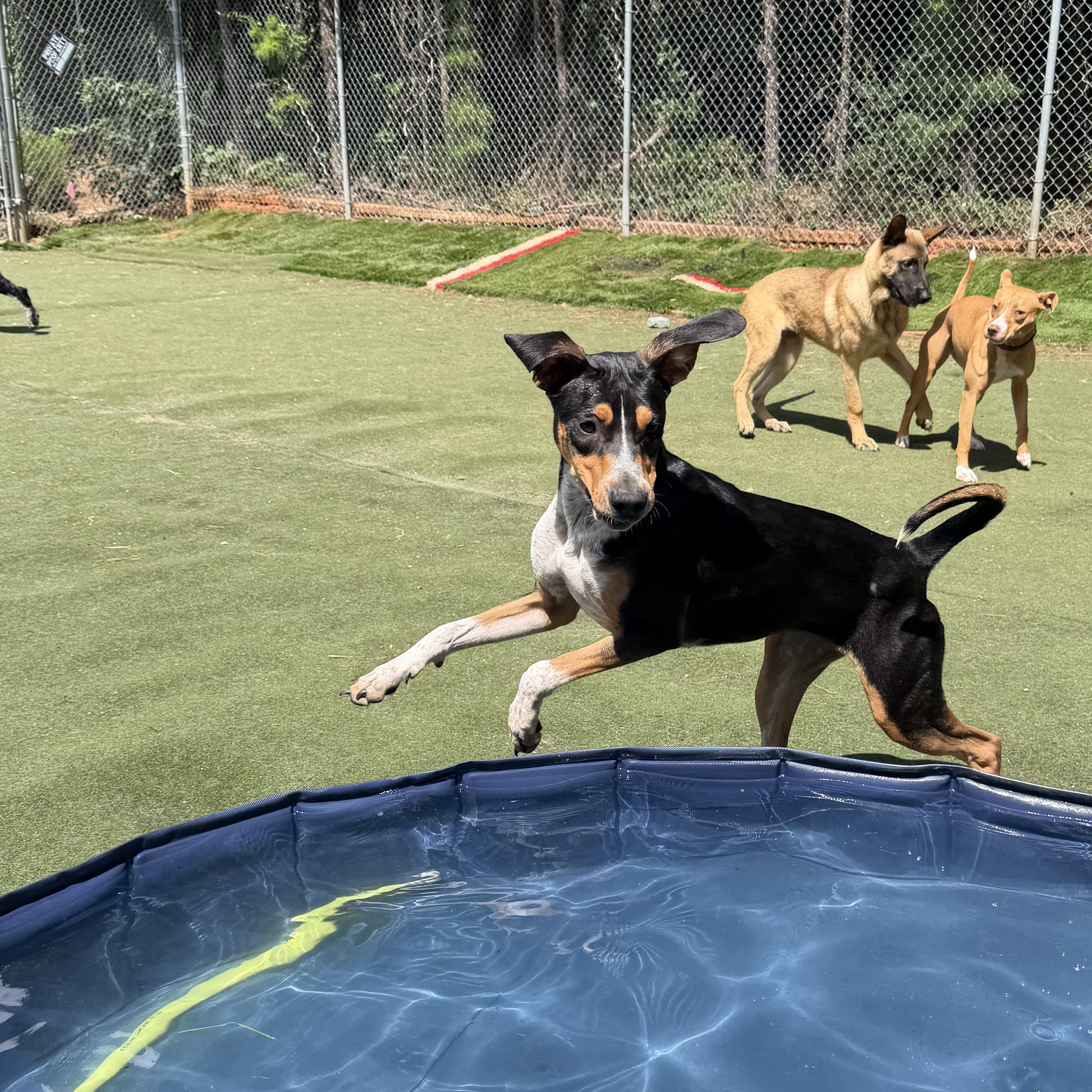 Pecan, a ADOPTABLE mixed breed in Charlotte, NC image 5/6