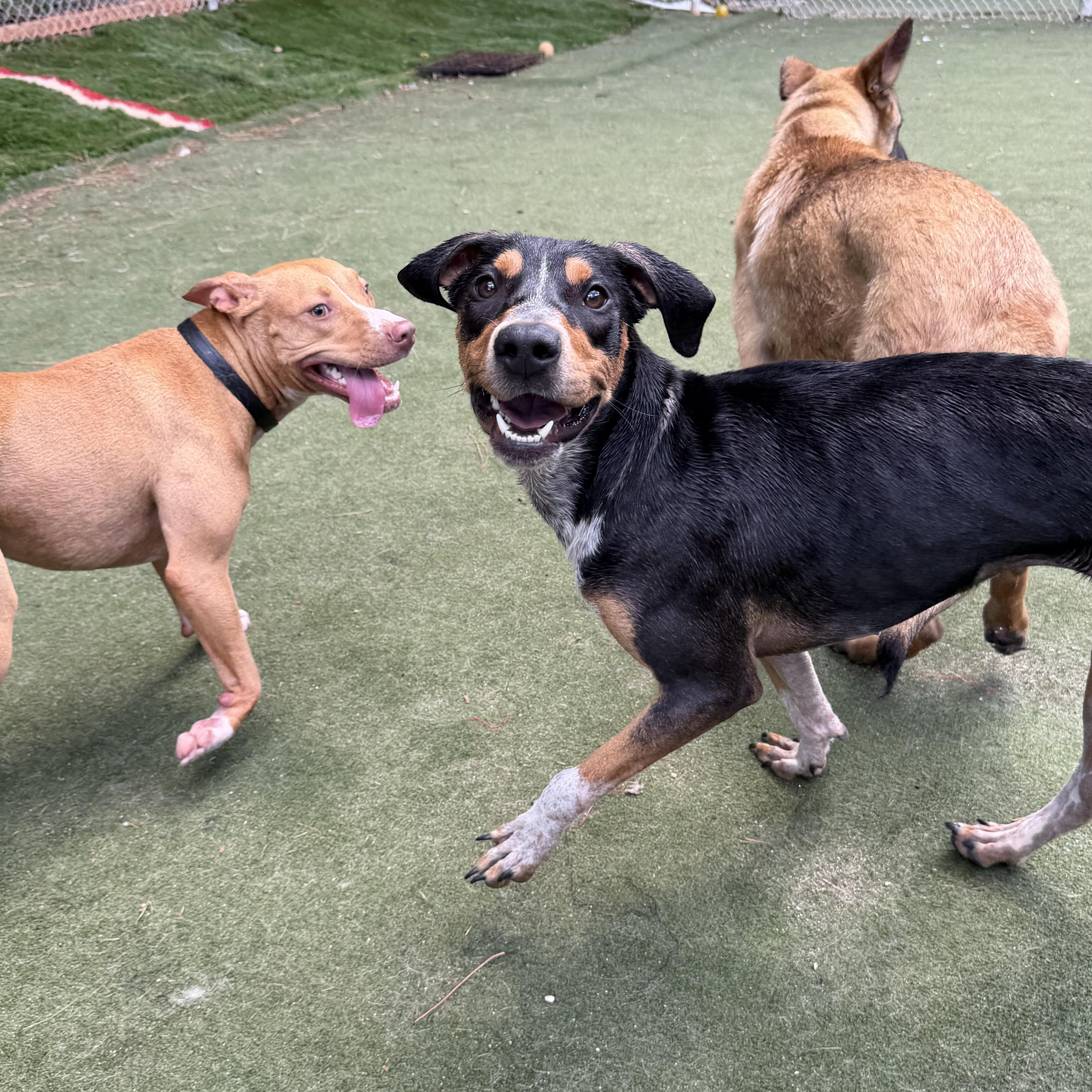 Pecan, a ADOPTABLE mixed breed in Charlotte, NC image 6/6