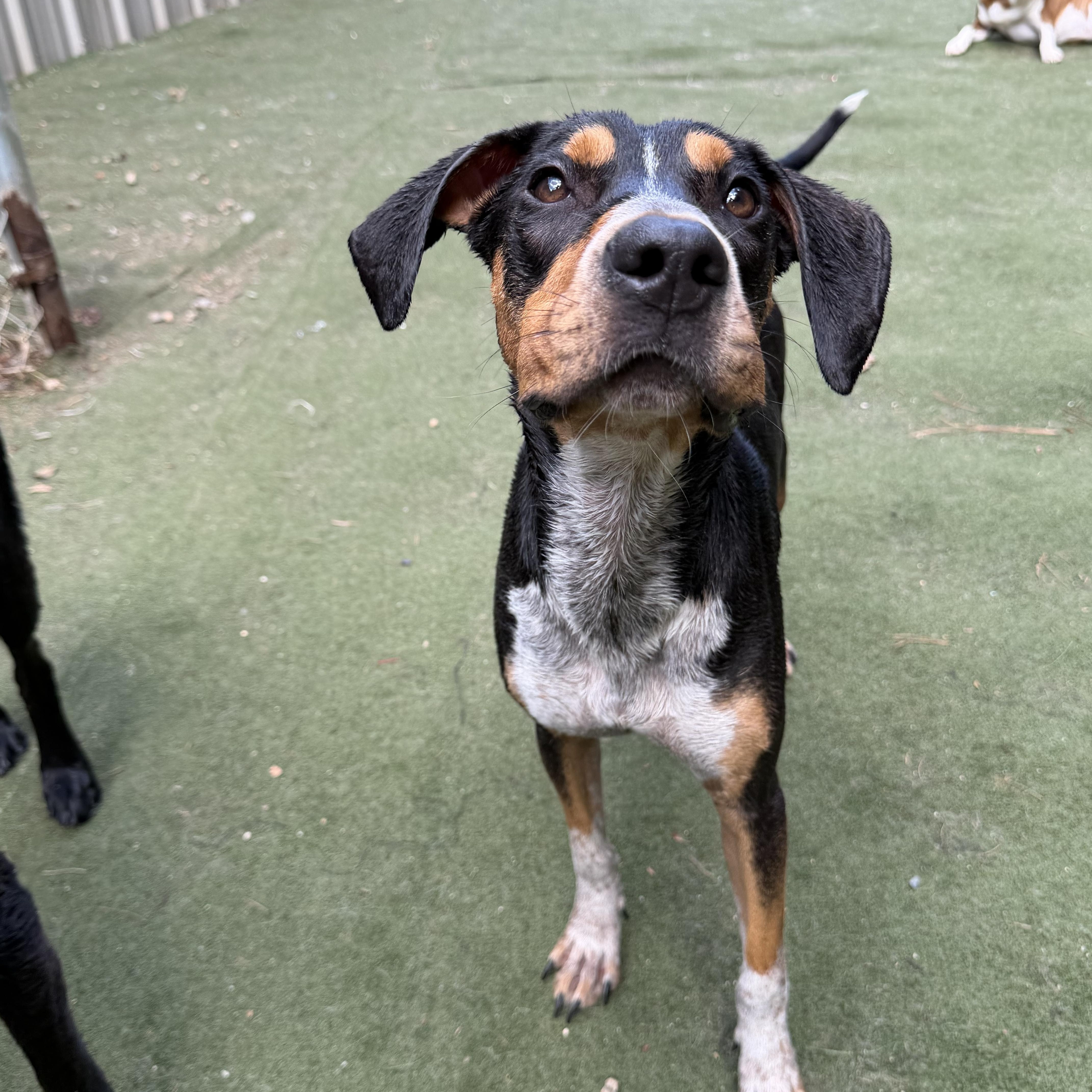 Pecan, ADOPTABLE, Young Female Treeing Walker Coonhound & Australian Cattle Dog / Blue Heeler.