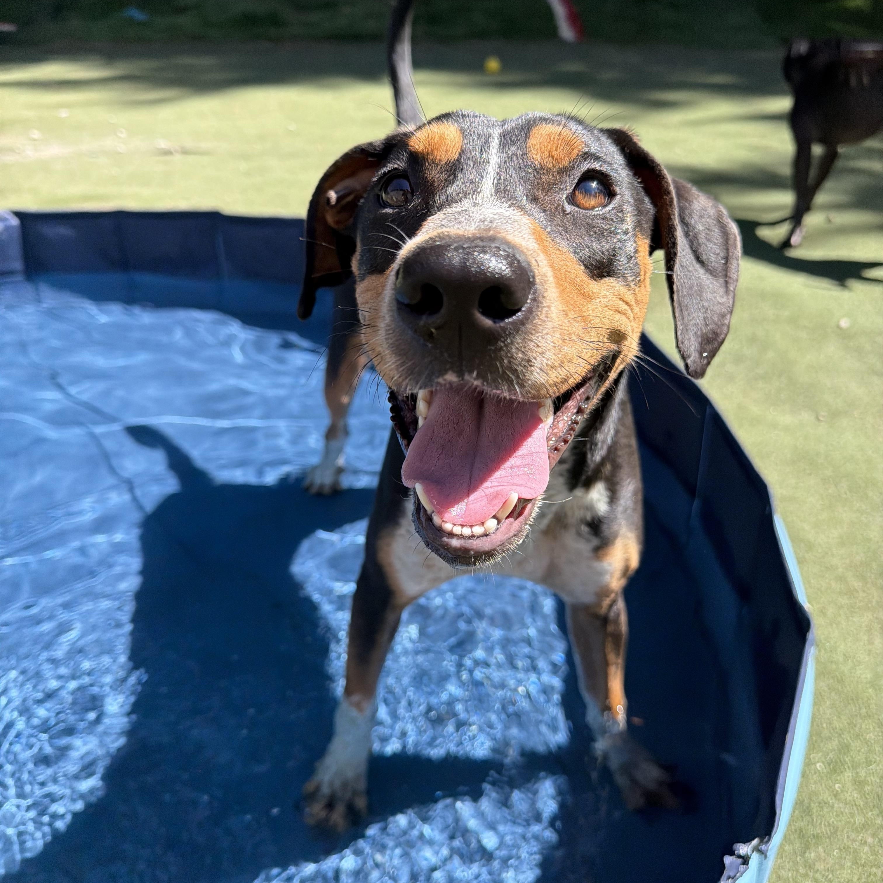 Enlarge Pecan, a Adoptable mixed breed in Charlotte, NC image 6/6