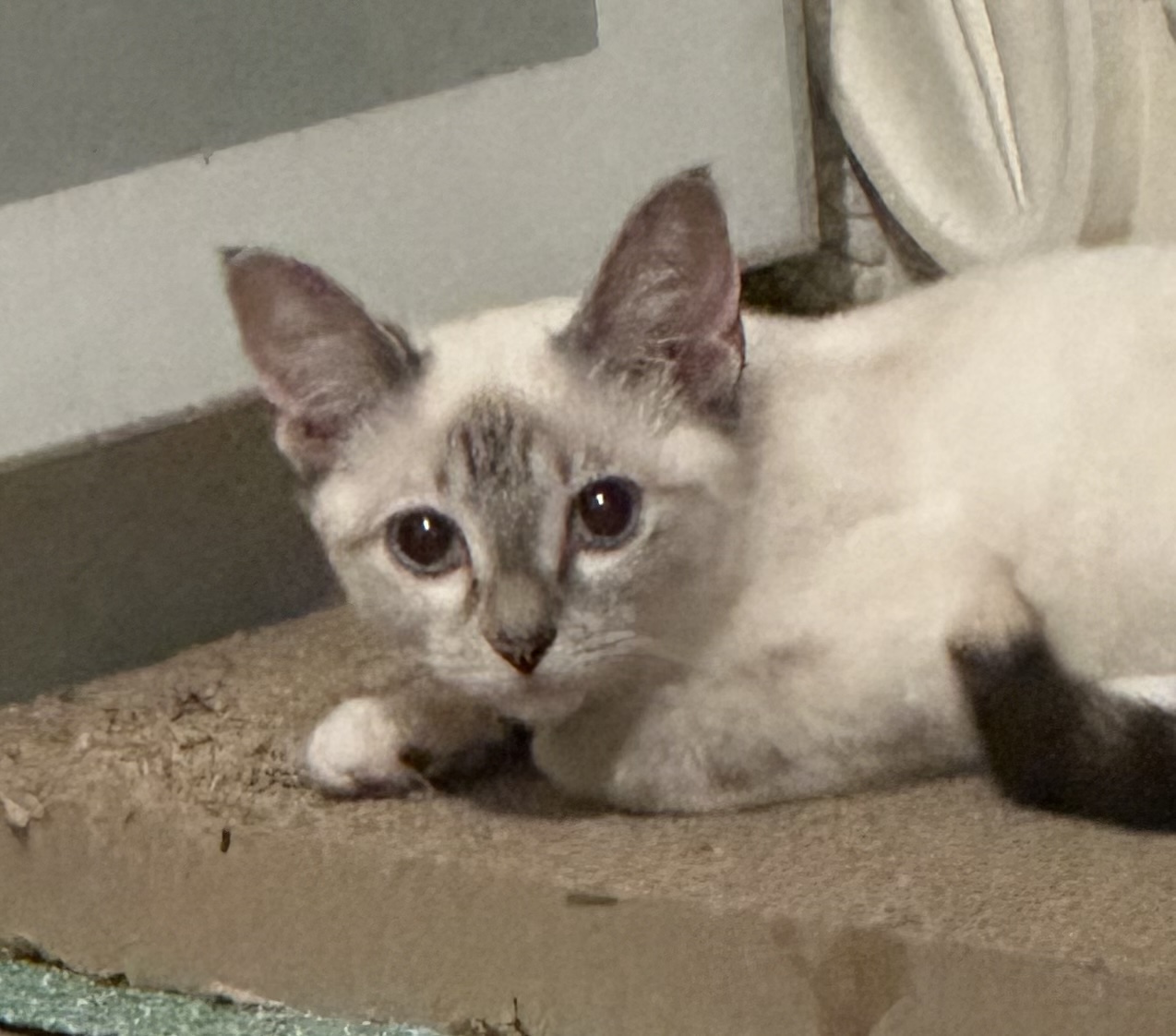 Cat for adoption Tamara, a Siamese in Jacksonville, FL Petfinder