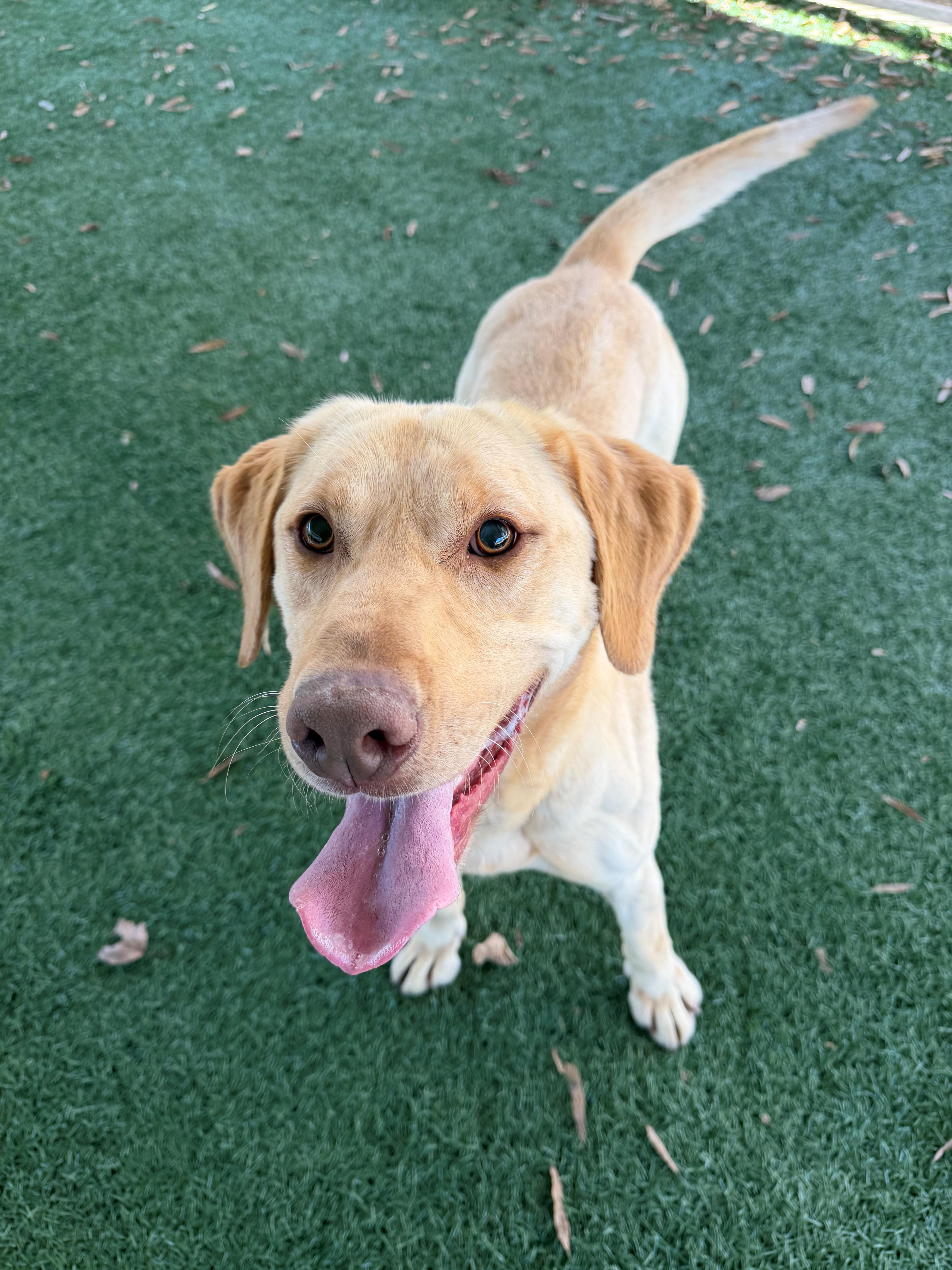 Enlarge Charlie , a ADOPTABLE mixed breed in Newnan, GA image 6/6