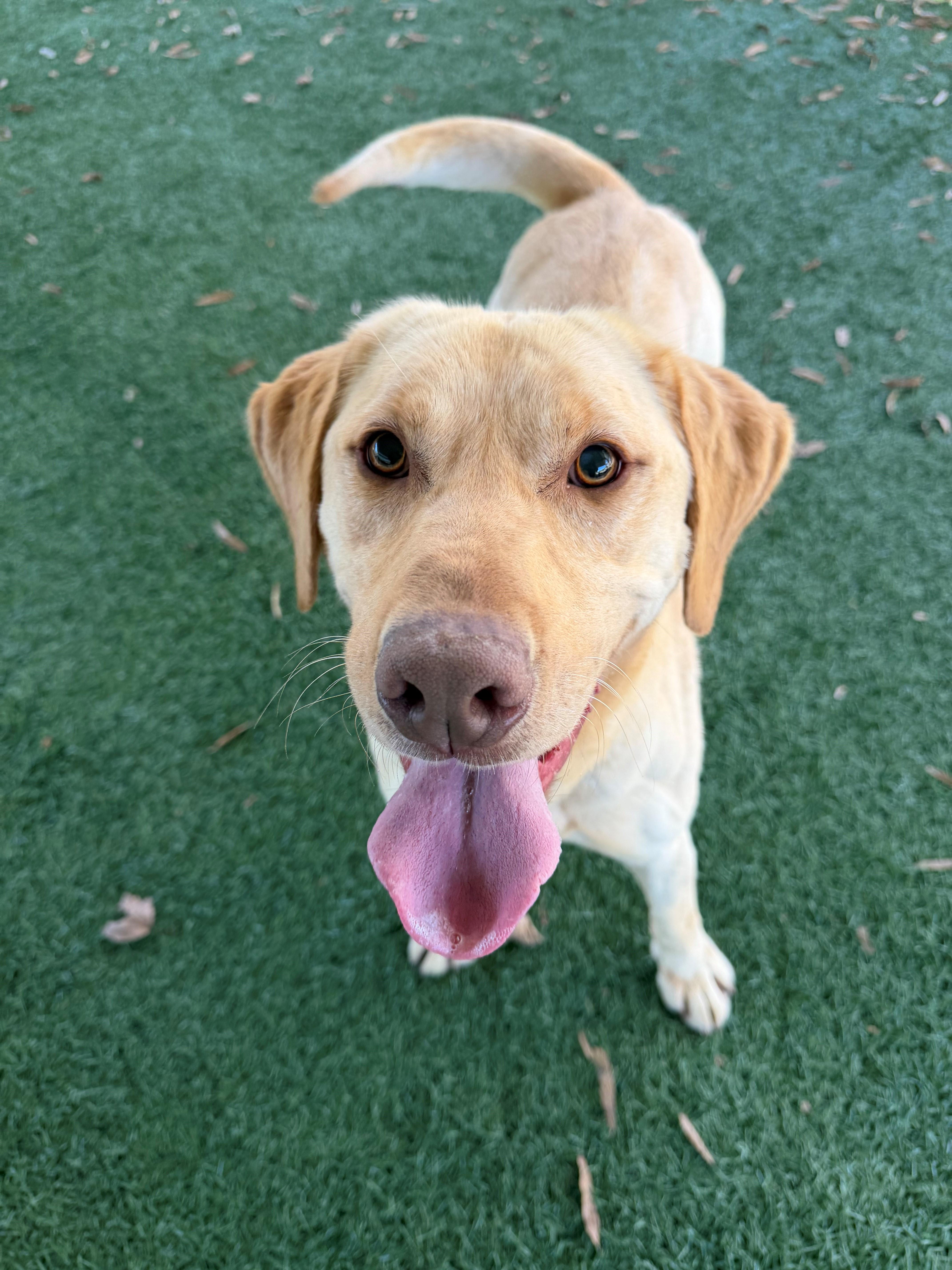 Enlarge Charlie , a ADOPTABLE mixed breed in Newnan, GA image 2/6