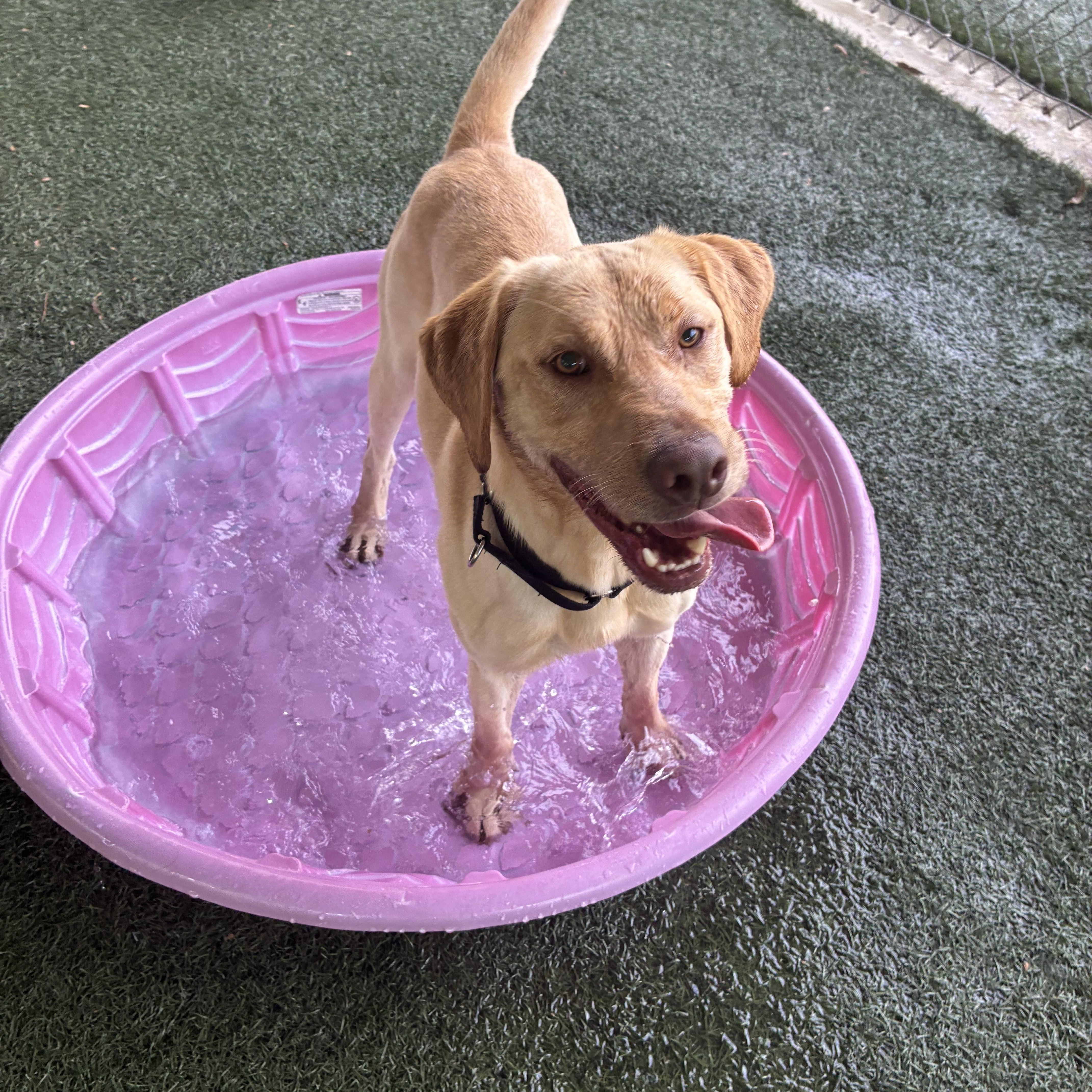 Enlarge Charlie , a ADOPTABLE mixed breed in Newnan, GA image 5/6