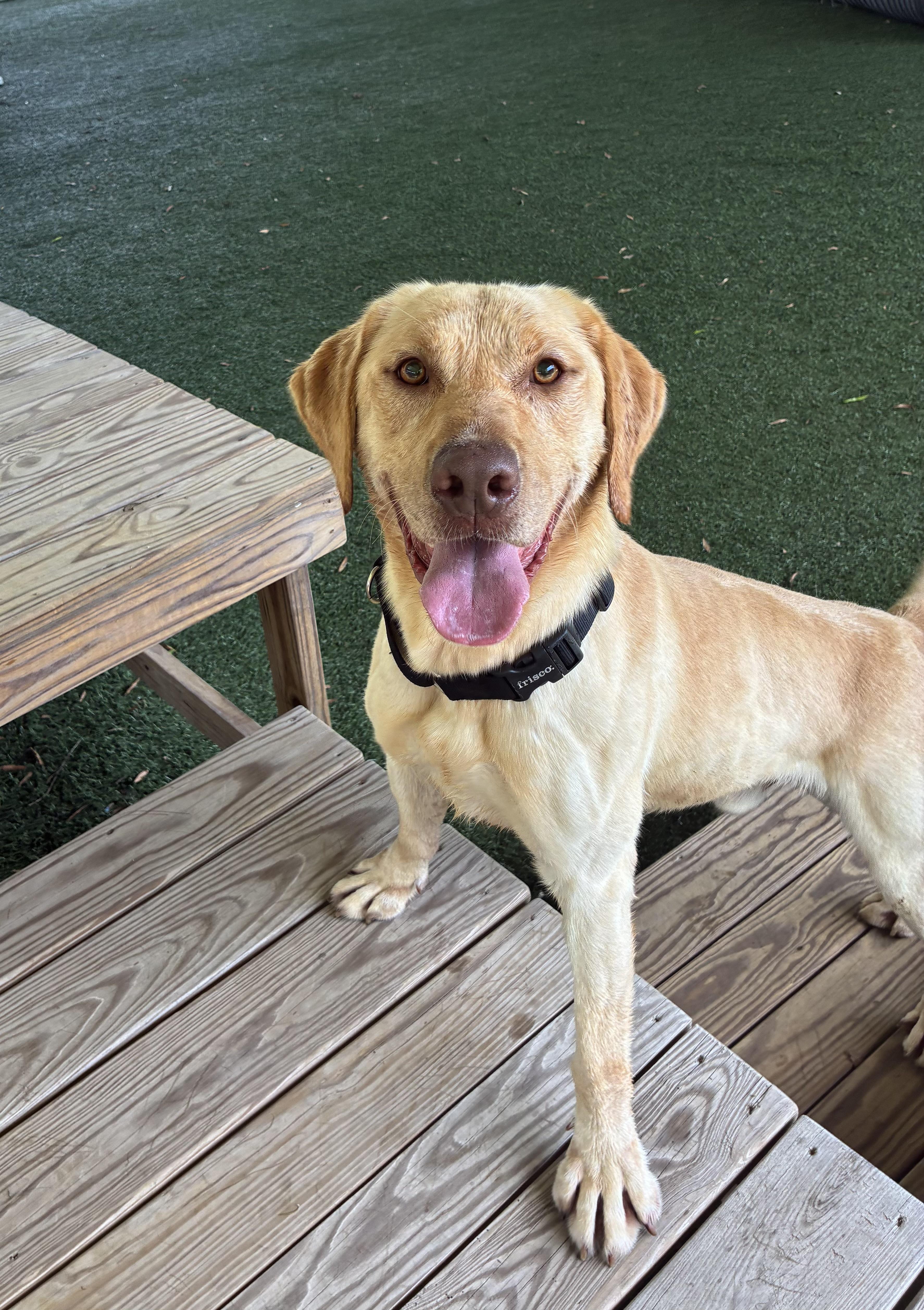 Enlarge Charlie , a ADOPTABLE mixed breed in Newnan, GA image 3/6