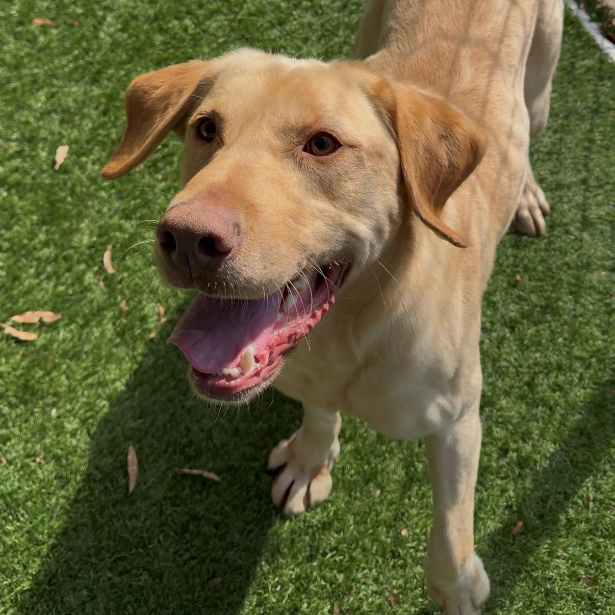 Charlie , ADOPTABLE, Adult Male Labrador Retriever.