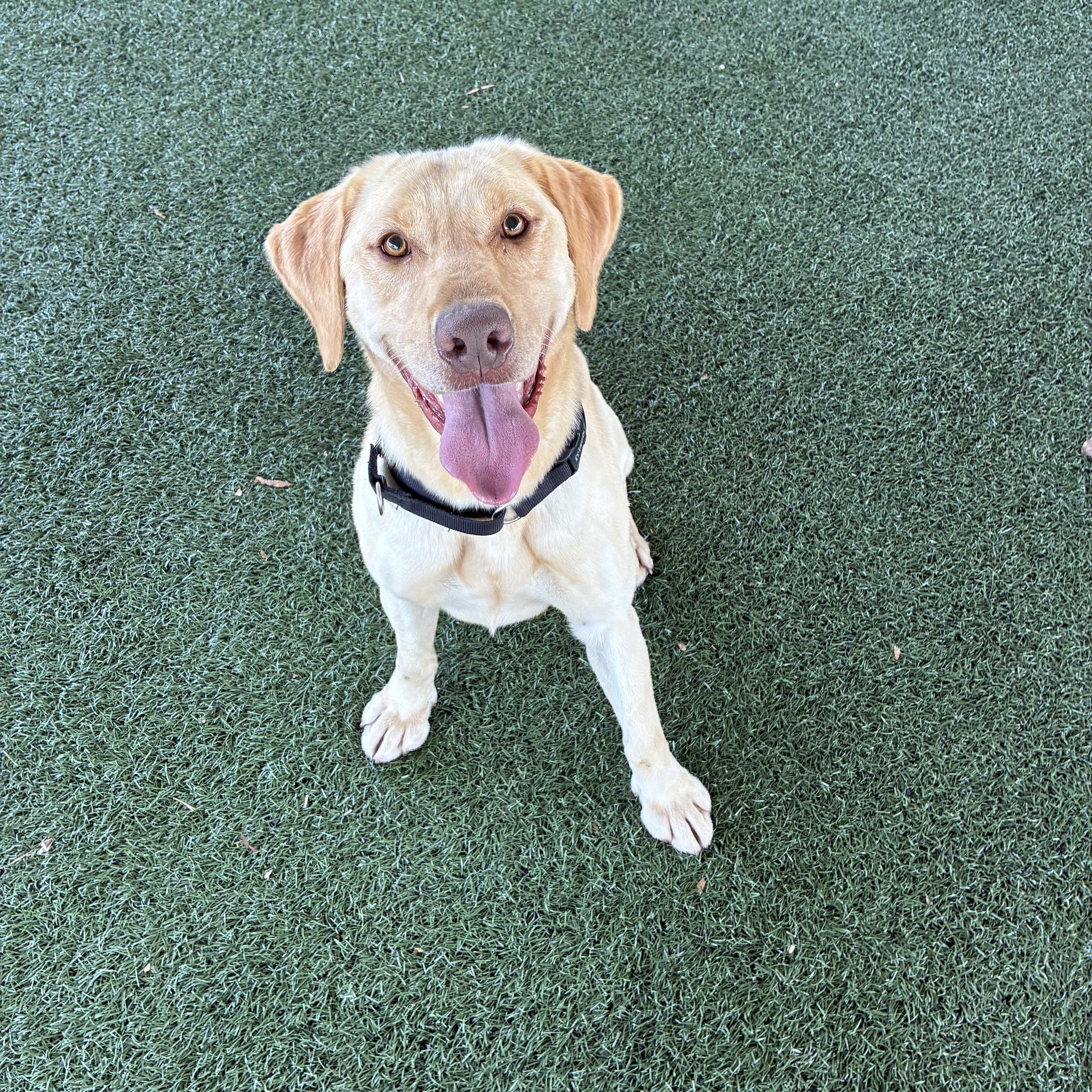 Enlarge Charlie , a ADOPTABLE mixed breed in Newnan, GA image 4/6