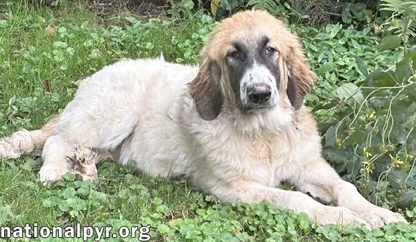 Enlarge Macintosh in NJ - Loves Squeaky Toys, a Adopted mixed breed in Highland Lakes, NJ image 3/4