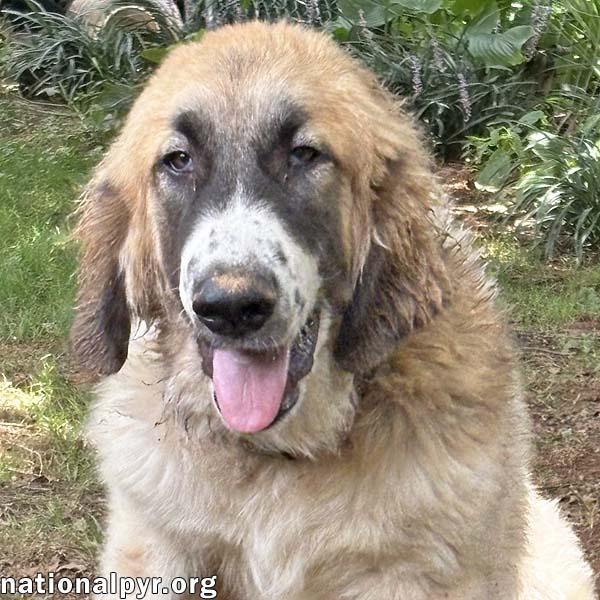 Enlarge Macintosh in NJ - Loves Squeaky Toys, a Adopted mixed breed in Highland Lakes, NJ image 1/4