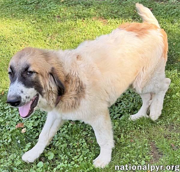 Enlarge Macintosh in NJ - Loves Squeaky Toys, a Adopted mixed breed in Highland Lakes, NJ image 2/4