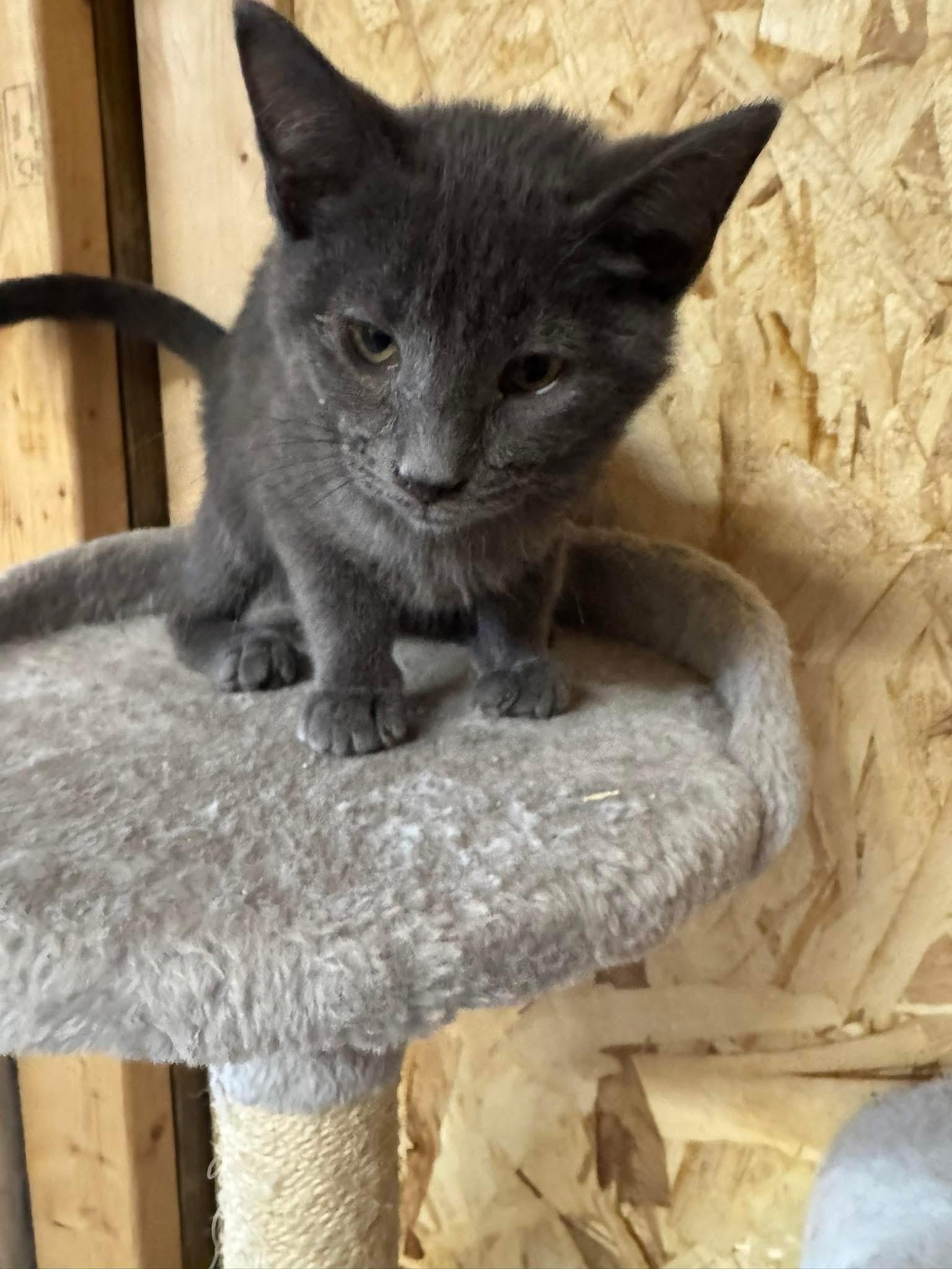 Chachi, Adoptable, Young Male Domestic Short Hair & Russian Blue.
