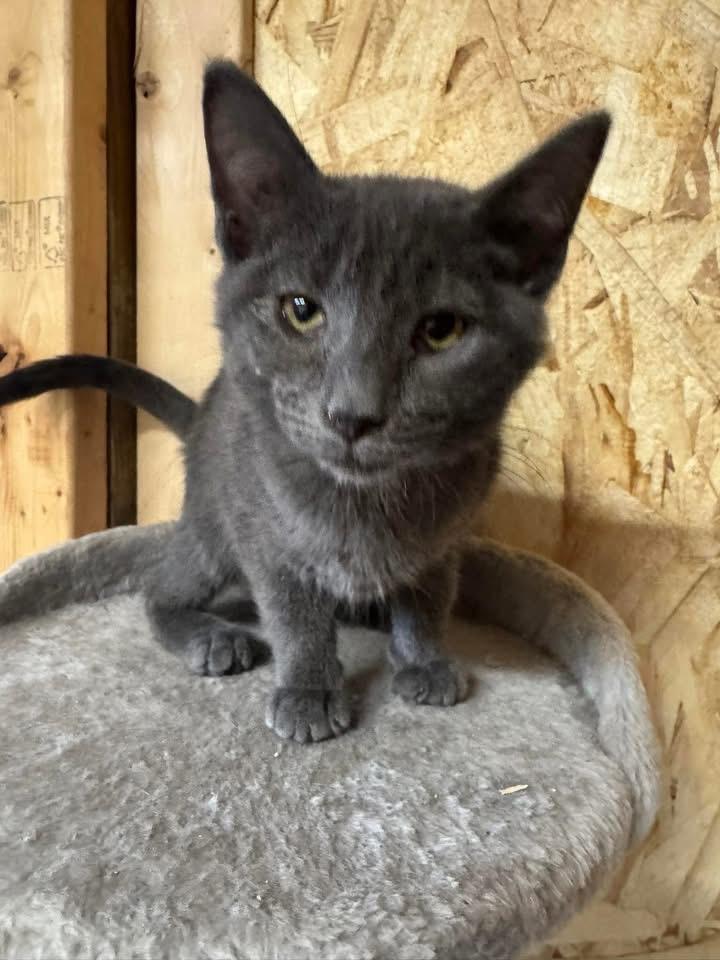 Enlarge Chachi, a Adoptable mixed breed in Ludington, MI image 2/2