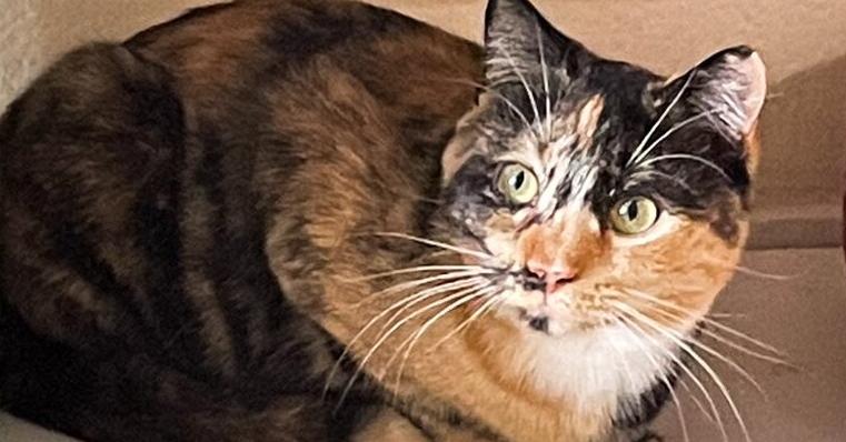4983 McKayla, Adoptable, Adult Female Domestic Short Hair & Domestic Short Hair.