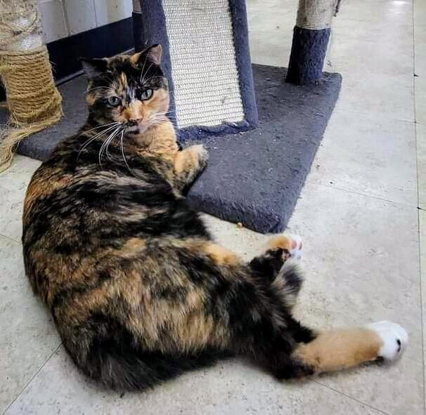 4983 McKayla, a Adoptable mixed breed in Hartwell, GA image 2/6