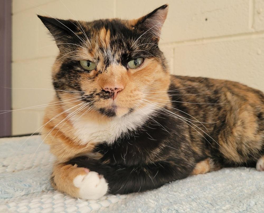 4983 McKayla, a Adoptable mixed breed in Hartwell, GA image 3/6