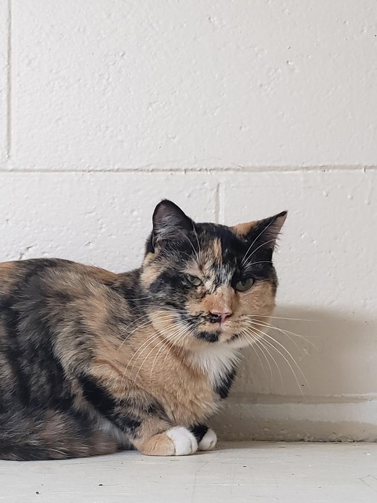 4983 McKayla, a Adoptable mixed breed in Hartwell, GA image 4/6