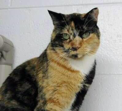 4983 McKayla, a Adoptable mixed breed in Hartwell, GA image 5/6