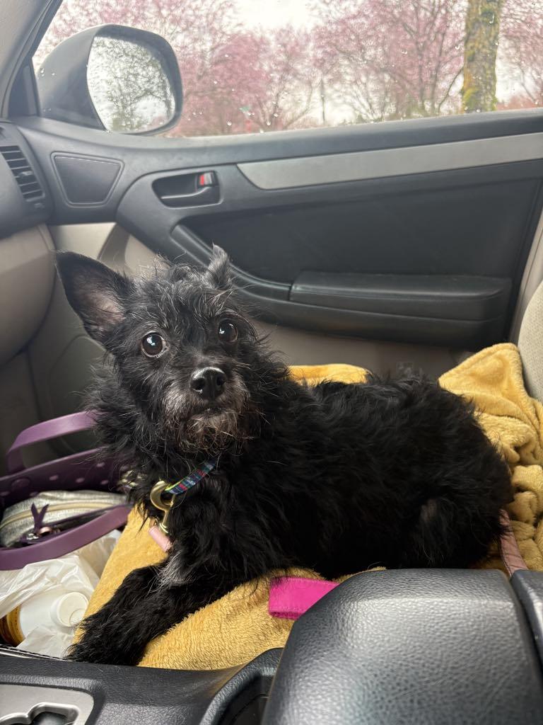 Enlarge Harley, a Adopted Chorkie in Roy, WA image 1/3