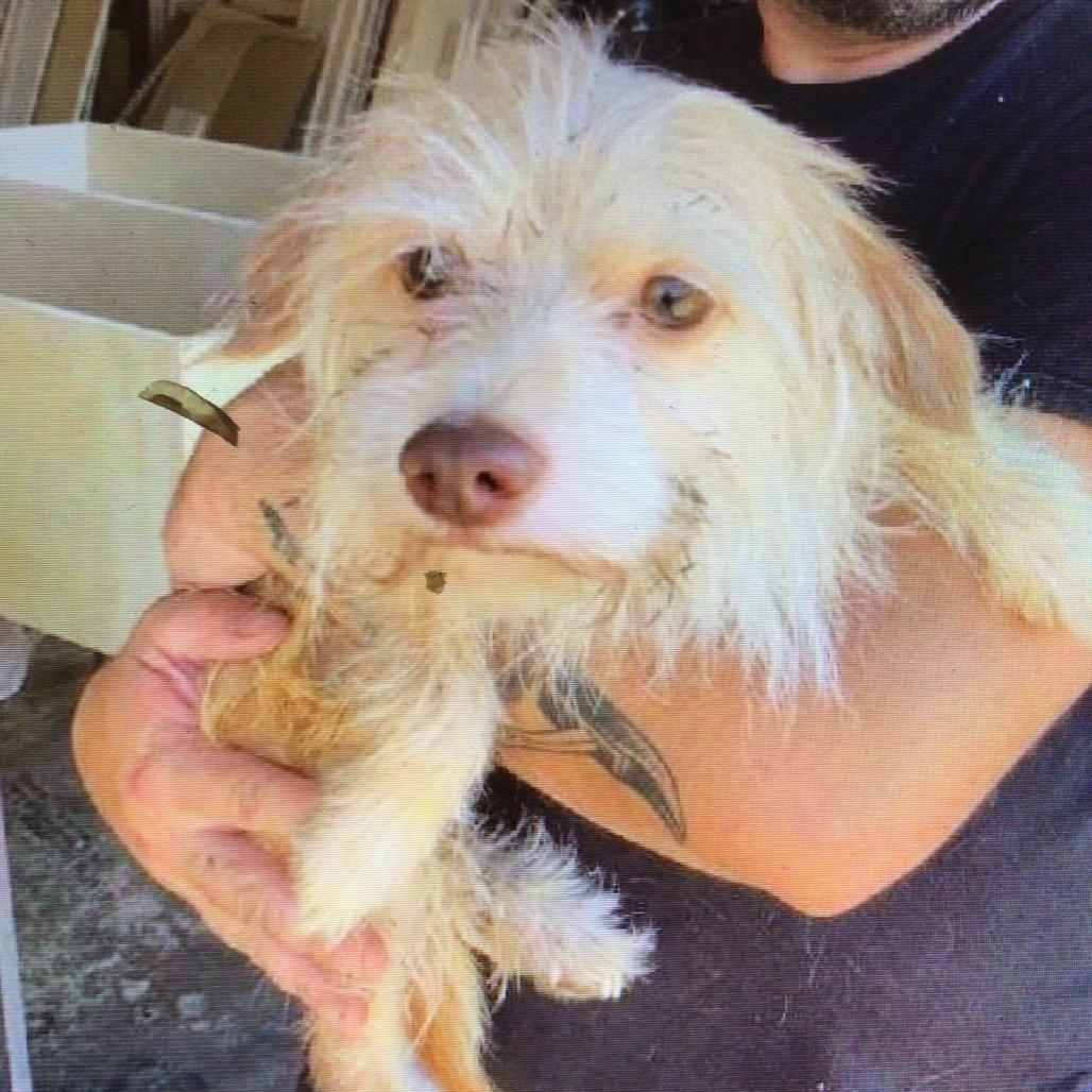Enlarge Jonny, a Adoptable Yorkshire Terrier in New Orleans, LA image 1/1