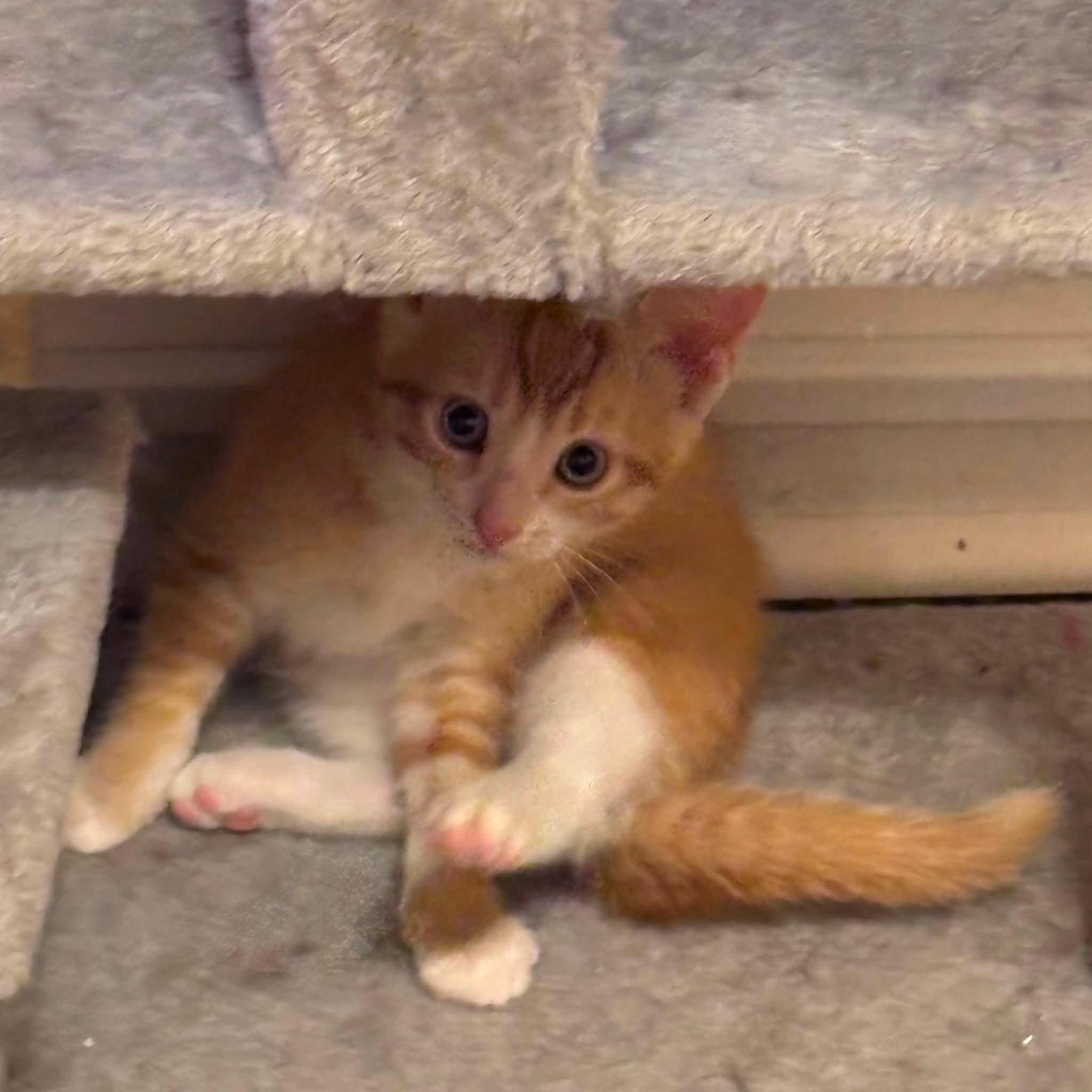 TWITCH, an adopted Domestic Short Hair in Tillsonburg, ON image 6/6