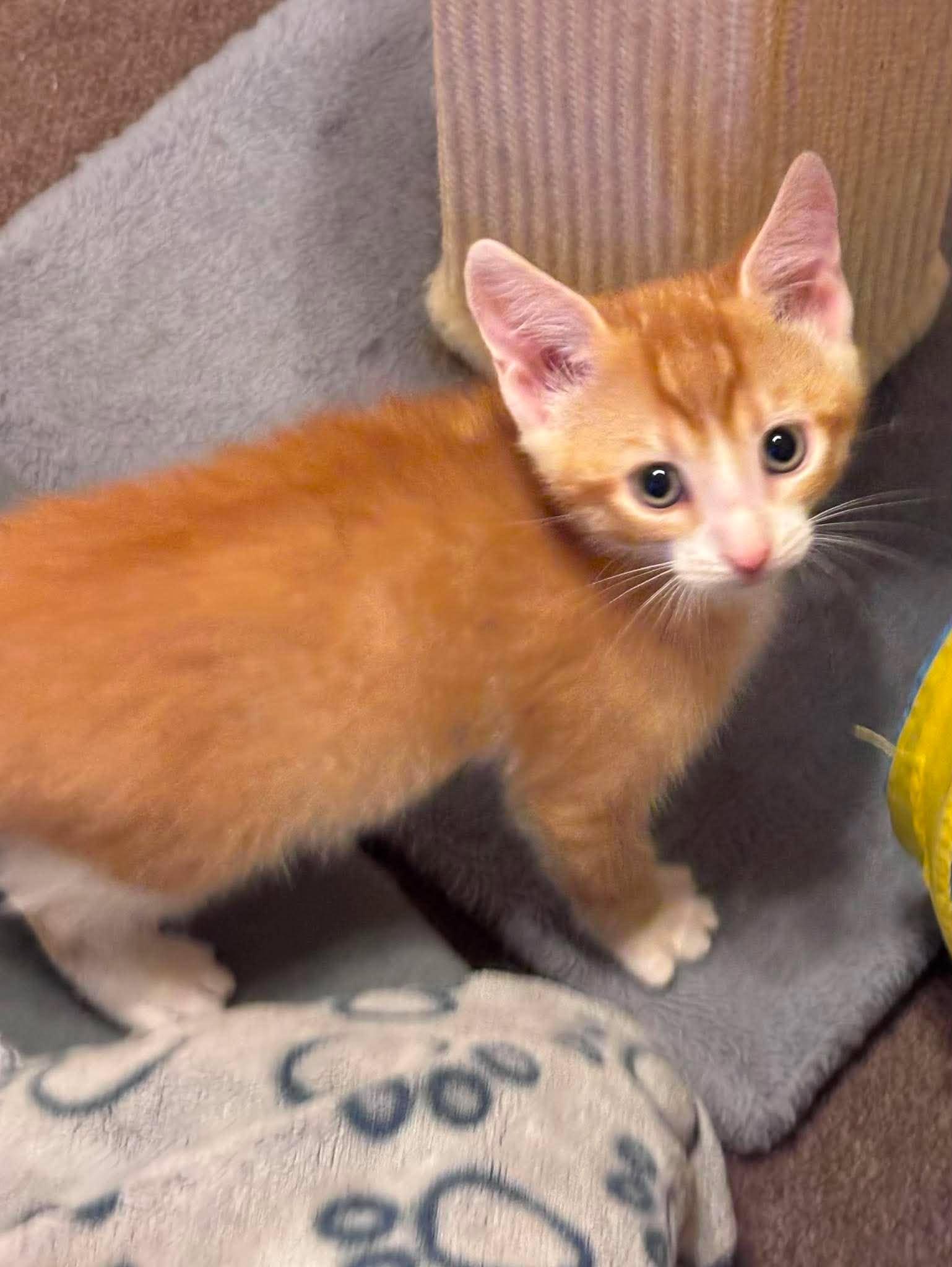 TWITCH, an adopted Domestic Short Hair in Tillsonburg, ON image 2/6