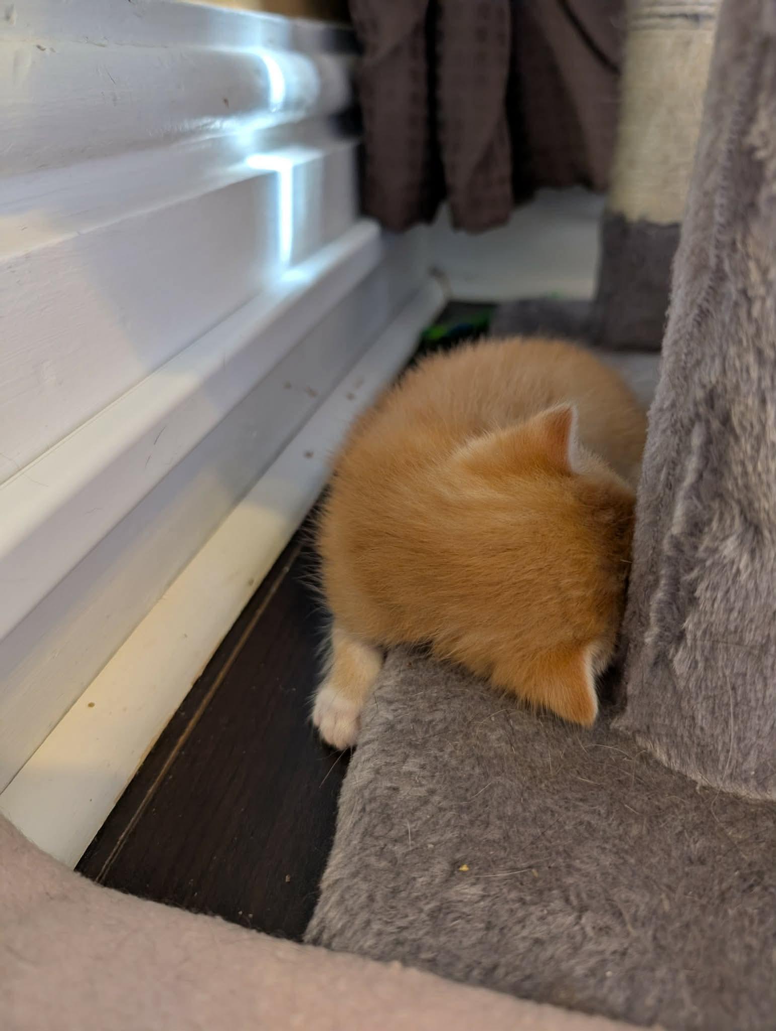 TWITCH, an adopted Domestic Short Hair in Tillsonburg, ON image 5/6