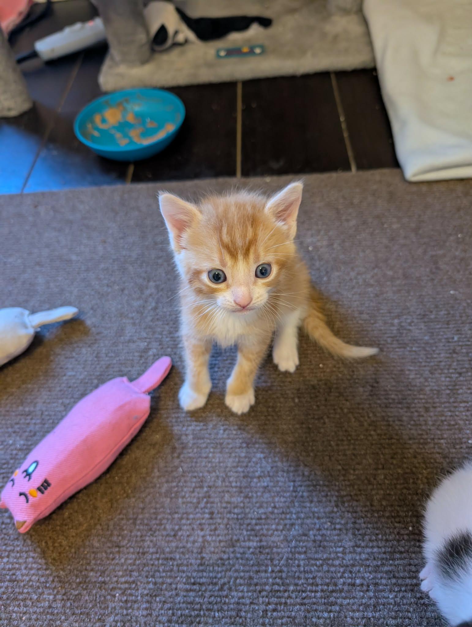 TWITCH, an adopted Domestic Short Hair in Tillsonburg, ON image 4/6