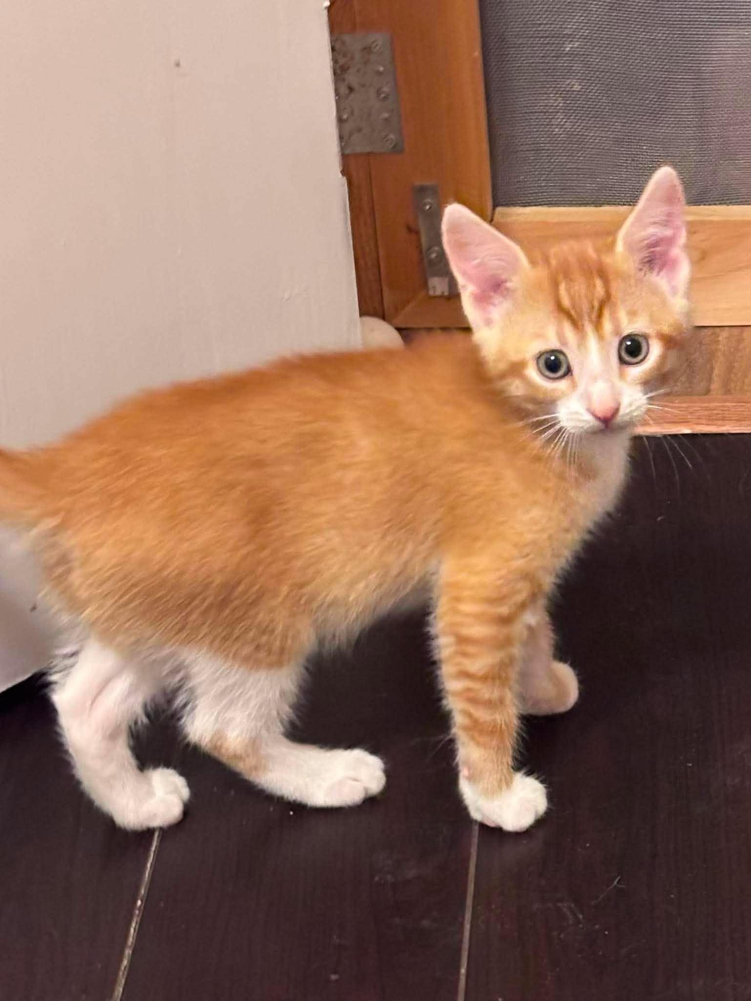 TWITCH, an adopted Domestic Short Hair in Tillsonburg, ON image 1/6