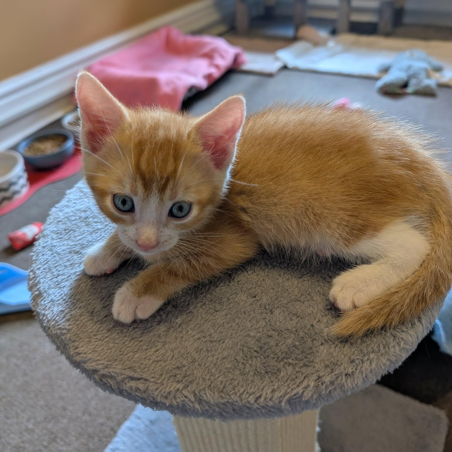 TWITCH, an adopted Domestic Short Hair in Tillsonburg, ON image 3/6