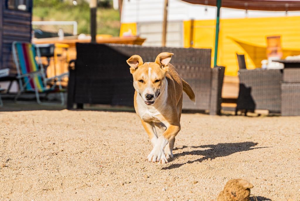 Bernadette , Baby Female Terrier