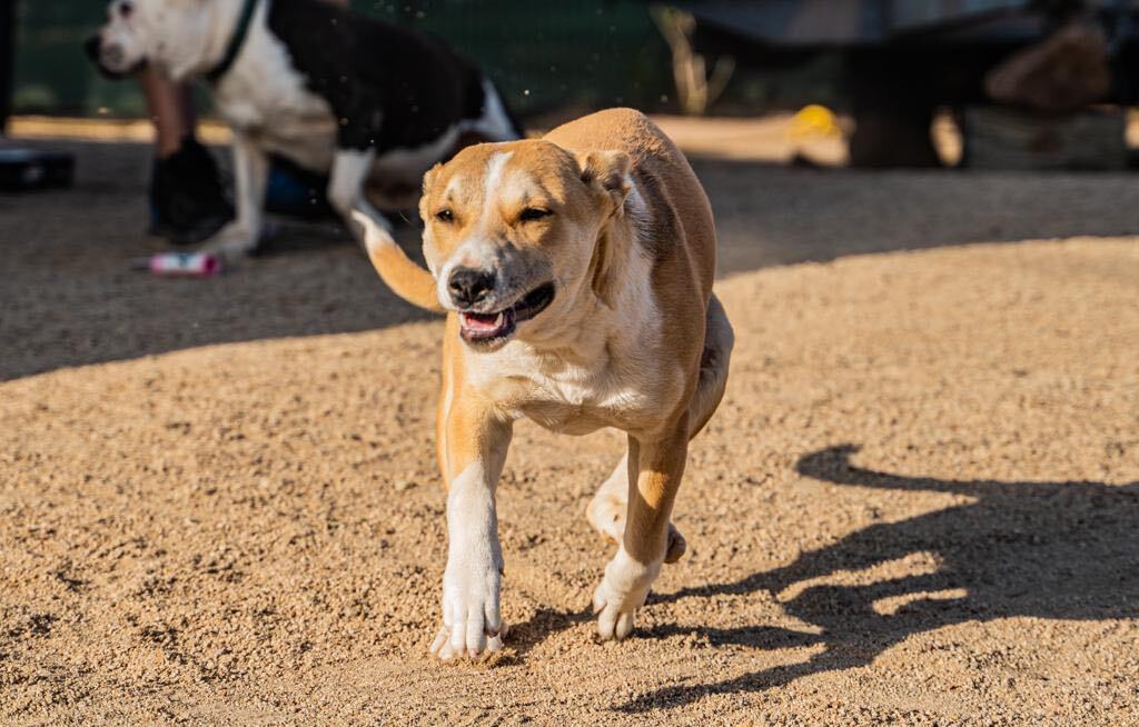 Bernadette , a Adoptable mixed breed in San Ysidro, CA image 2/6