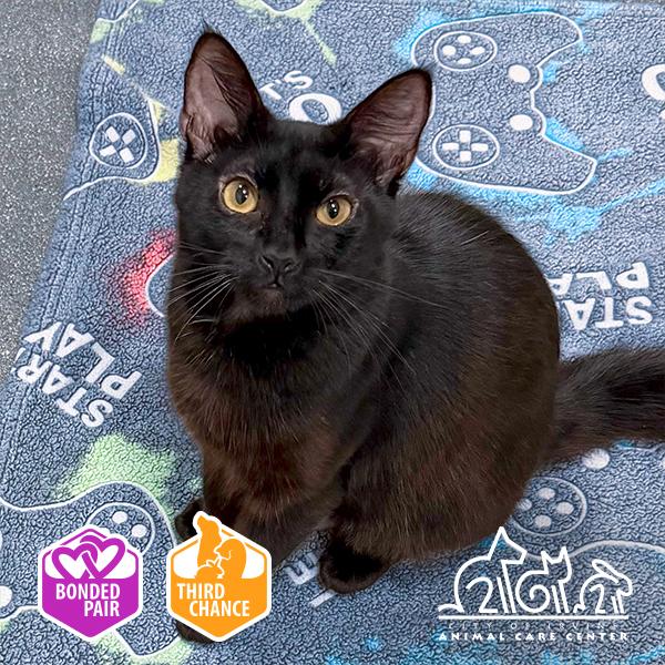 Enlarge DOROTHY, a Adoptable Domestic Short Hair in Irvine, CA image 1/1