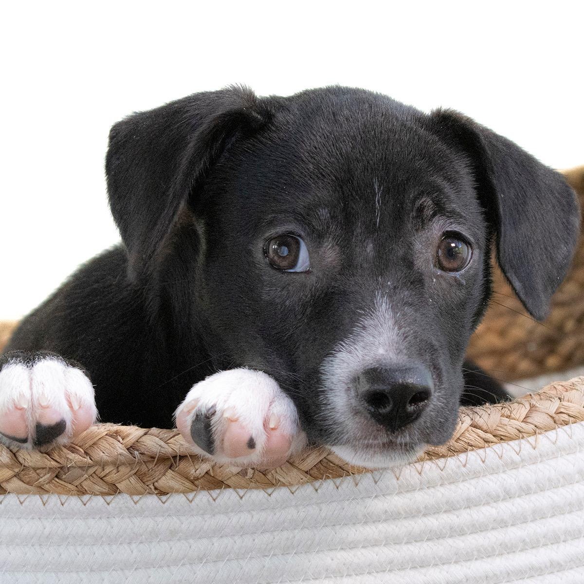 Enlarge Jane what a love, a Adoptable mixed breed in Savannah, NY image 3/5
