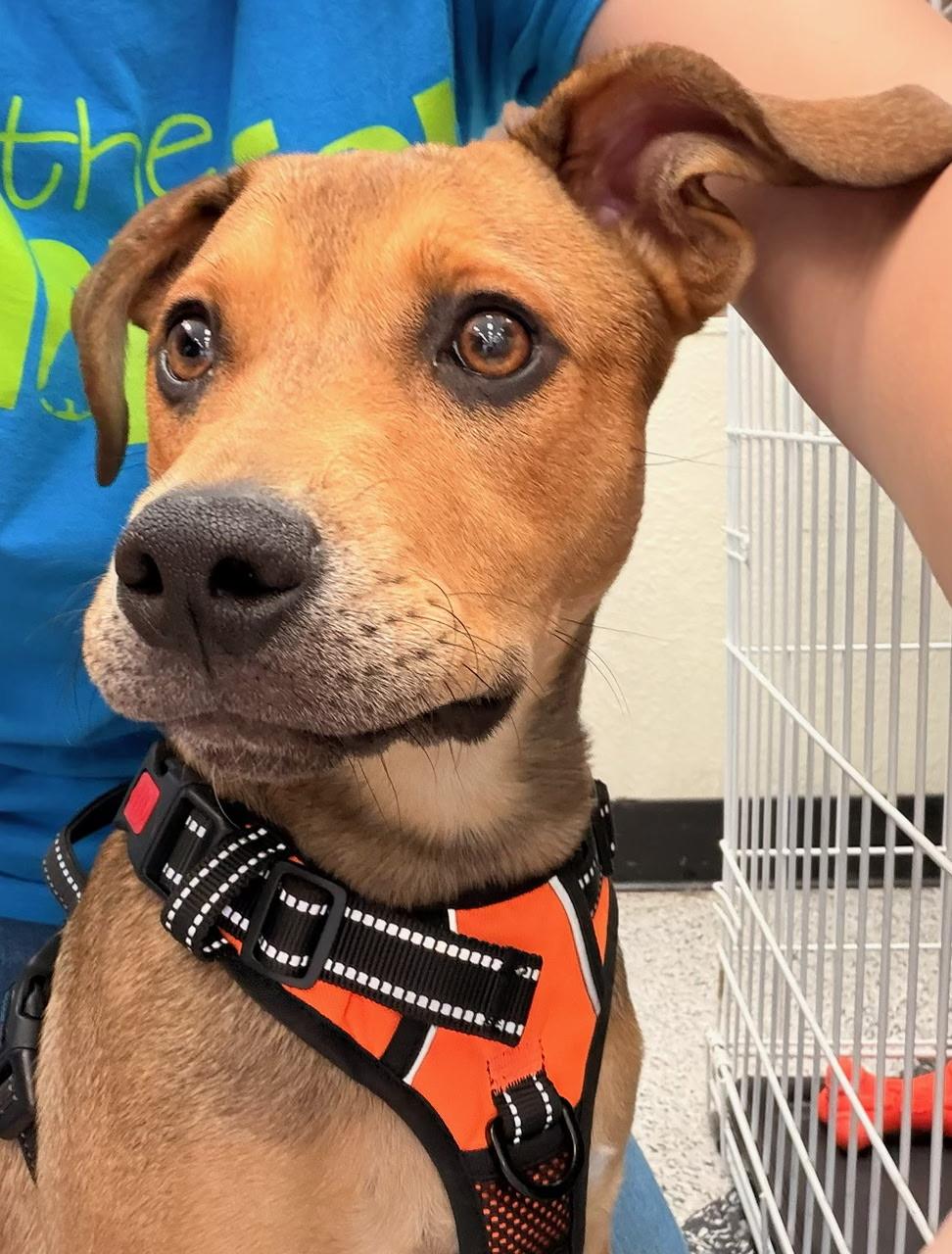 Enlarge Wyatt, a Adoptable mixed breed in Farmingville, NY image 3/3