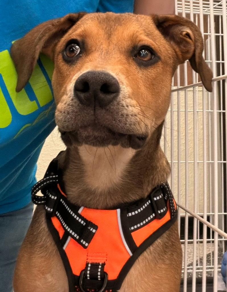 Enlarge Wyatt, a Adoptable mixed breed in Farmingville, NY image 1/3