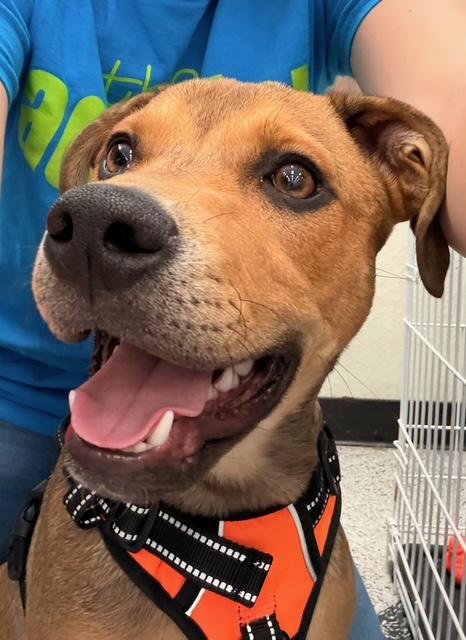 Enlarge Wyatt, a Adoptable mixed breed in Farmingville, NY image 2/3