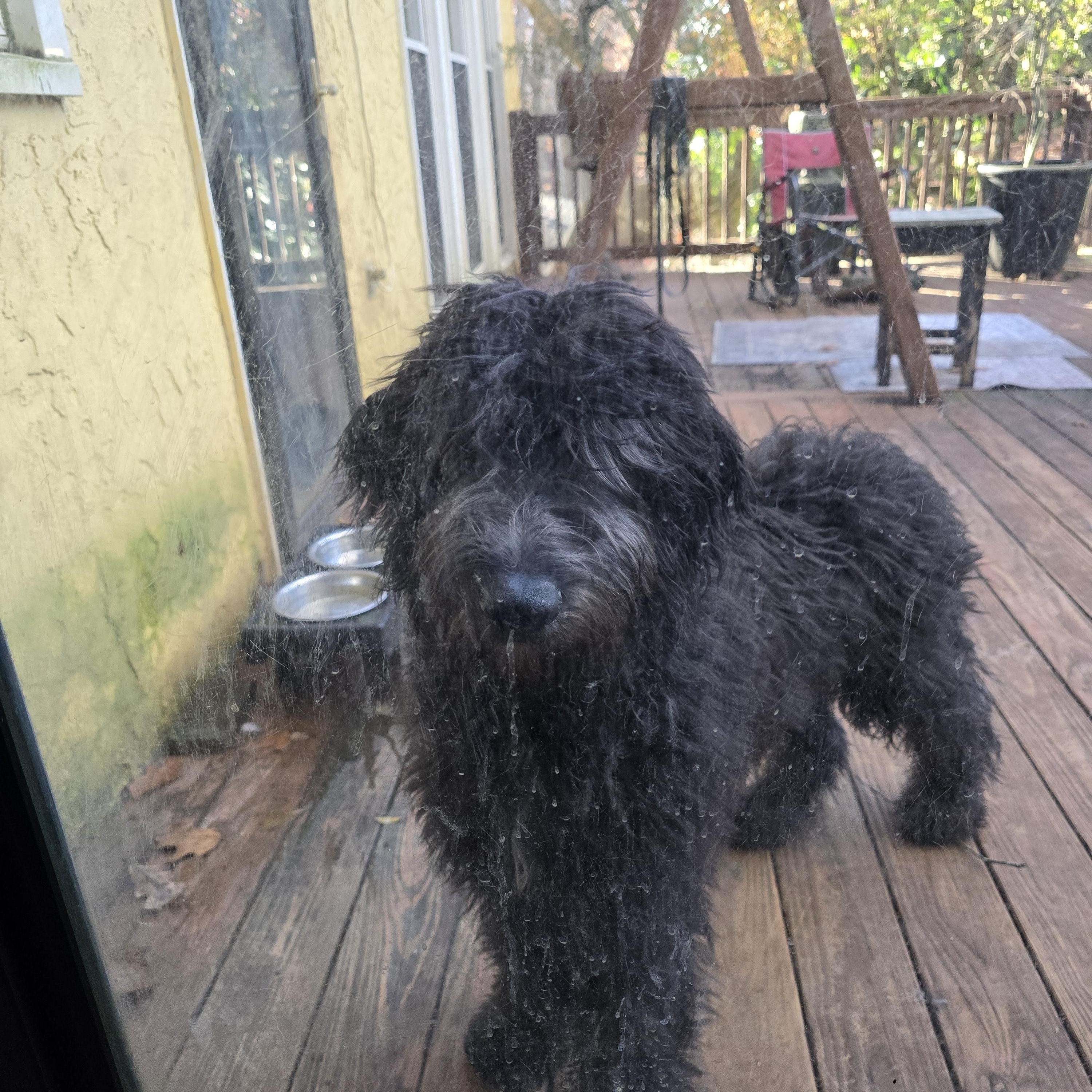 JAX, a Adopted mixed breed in Marietta, GA image 2/3