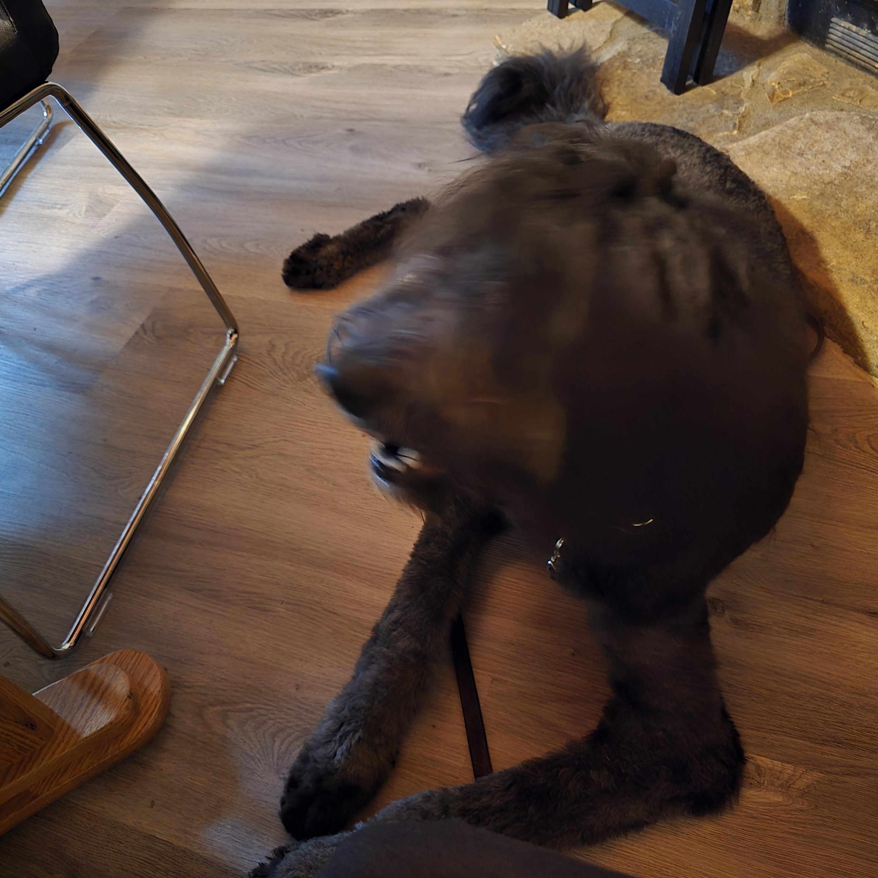 JAX photo 3