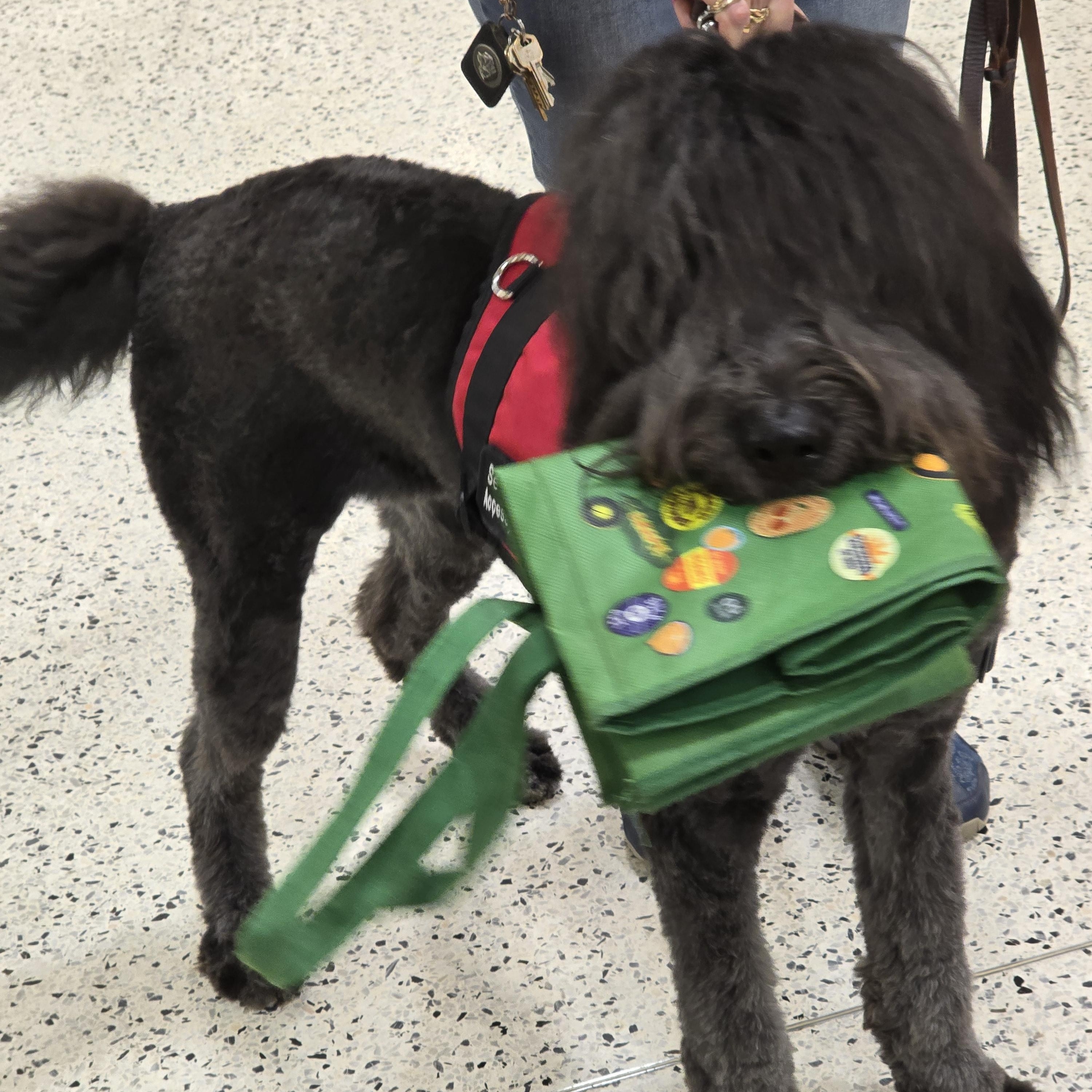 JAX, a Adopted mixed breed in Marietta, GA image 1/3