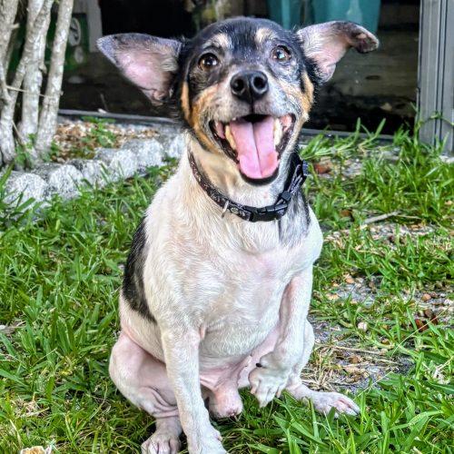 Cooper, Adoptable, Young Male Miniature Pinscher & Chihuahua.