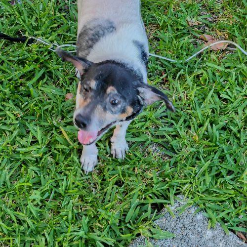Enlarge Cooper, a Adoptable mixed breed in Fort Lauderdale, FL image 2/3